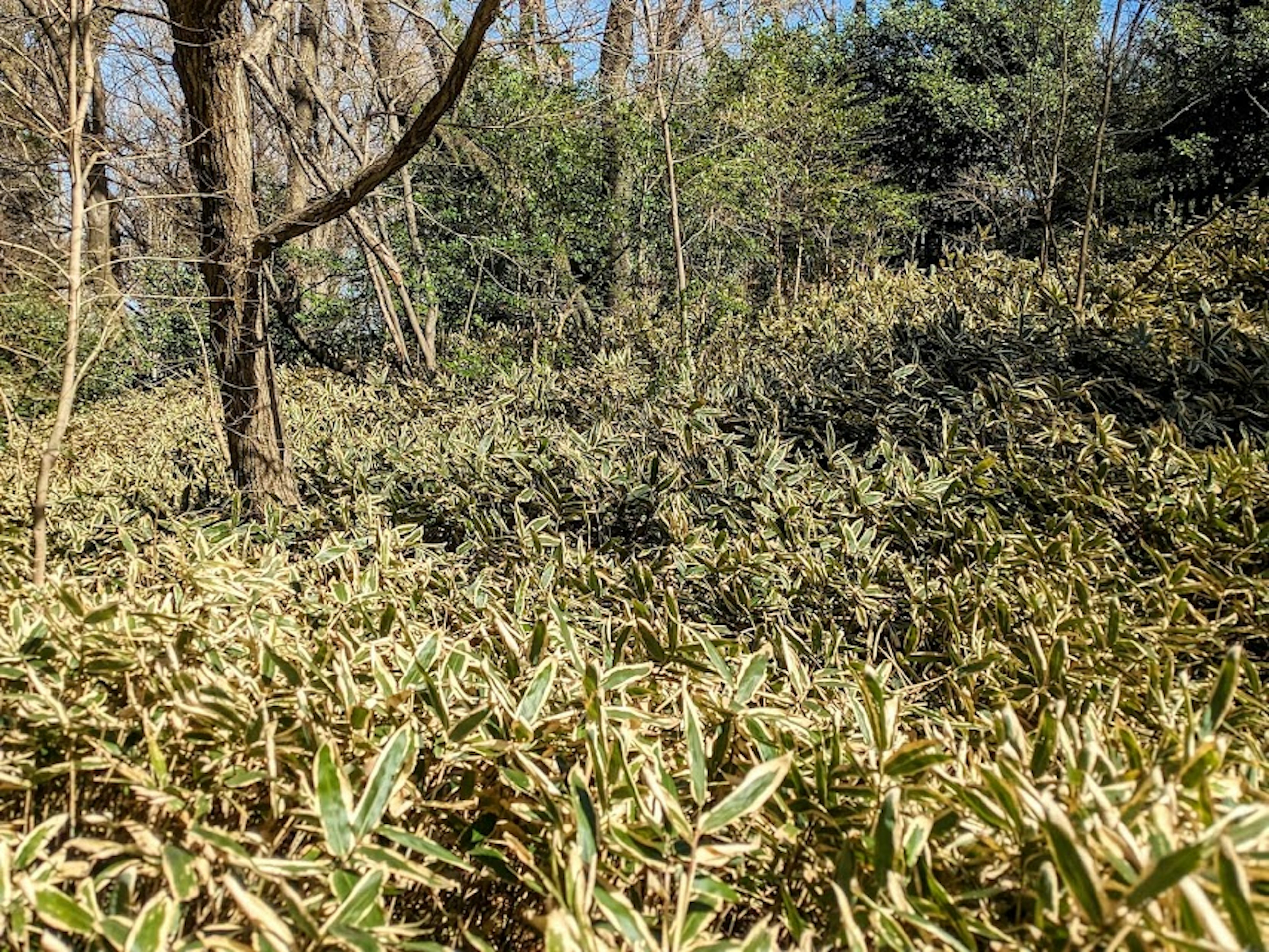 Paisaje verde exuberante con hierba densa y árboles