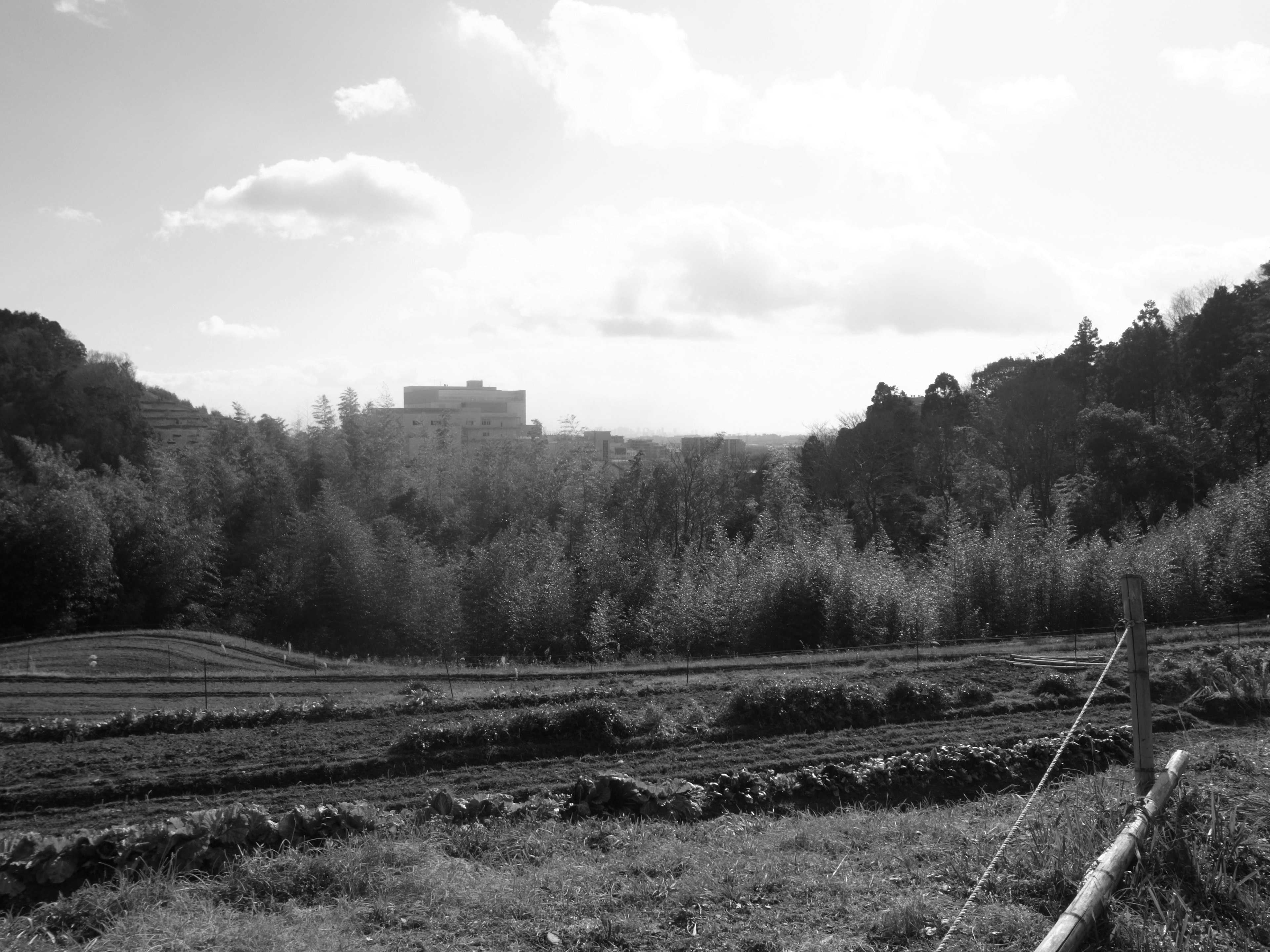 Foto lanskap hitam putih dengan ladang teh dan pohon-pohon