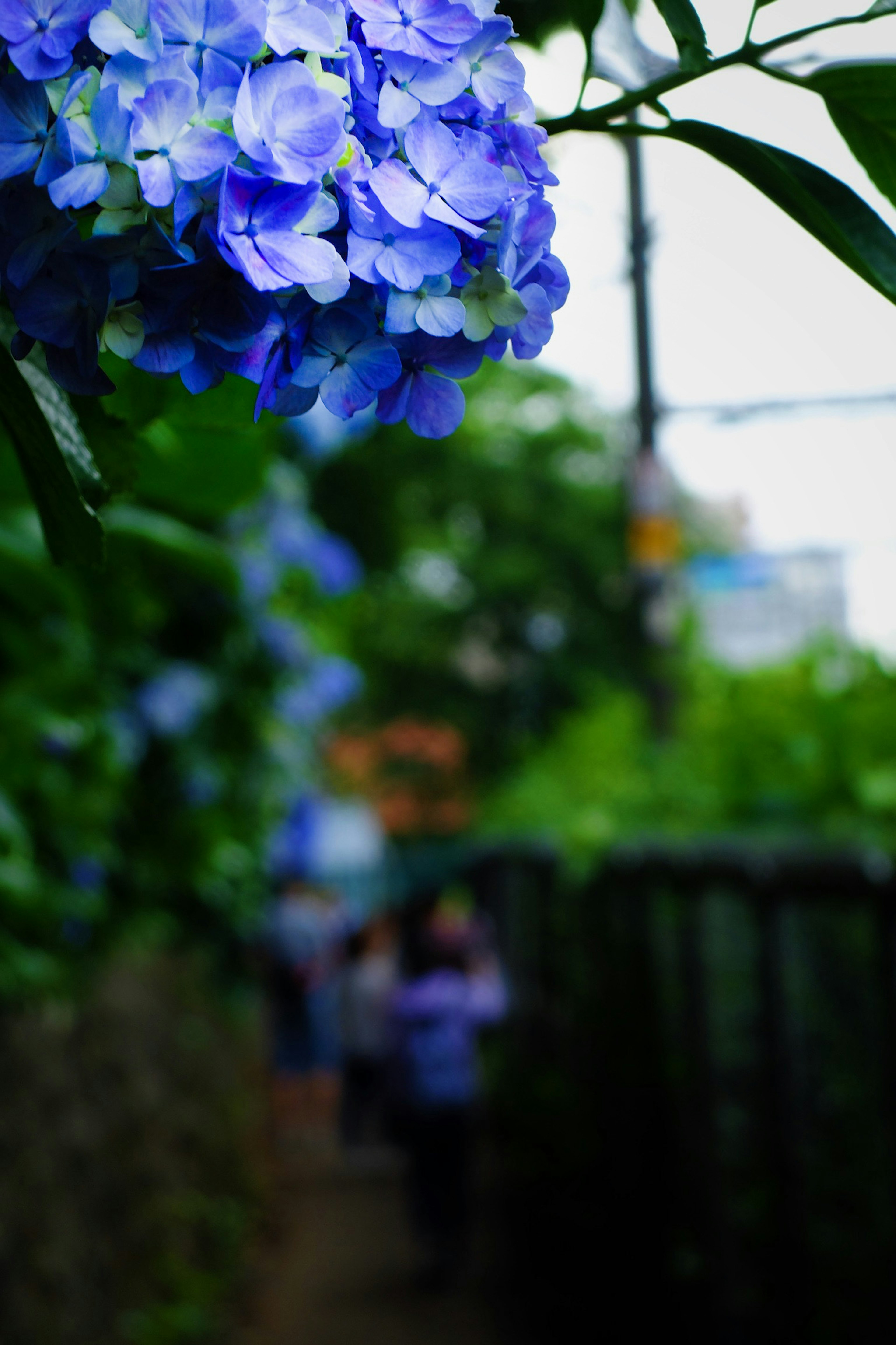 青い花が咲いている道の風景