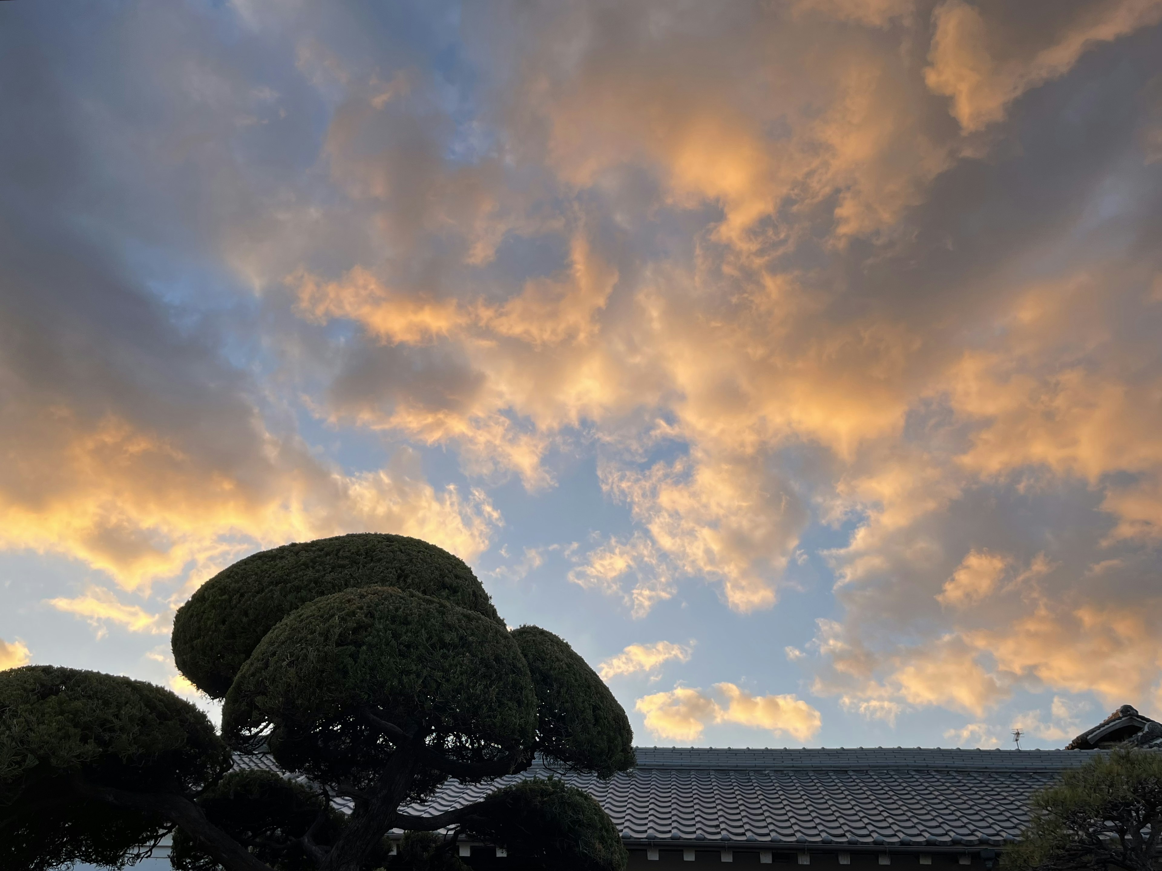 Silhouette d'arbres verts contre un ciel au coucher du soleil