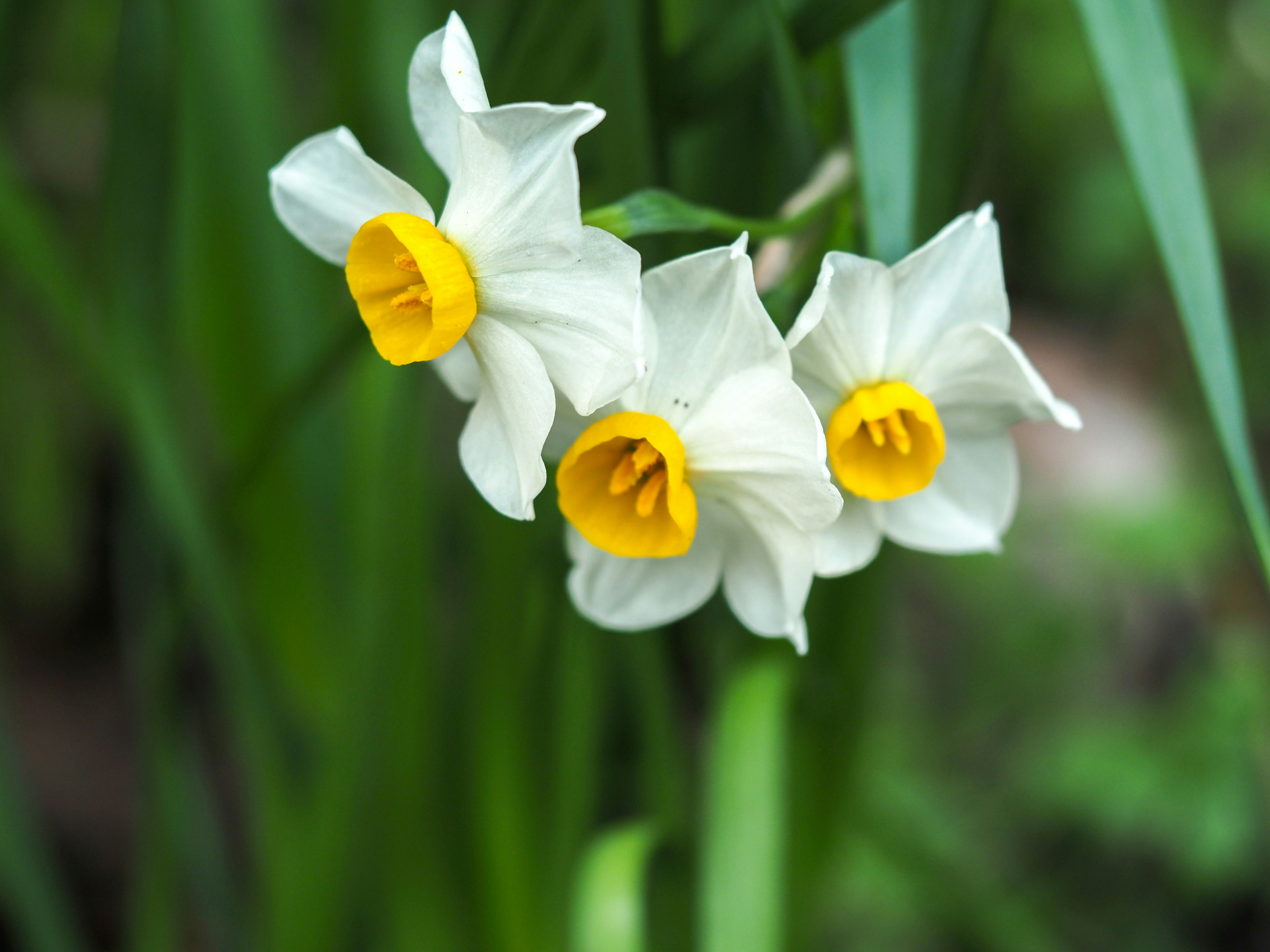 Three daffodil flowers with white petals and yellow centers