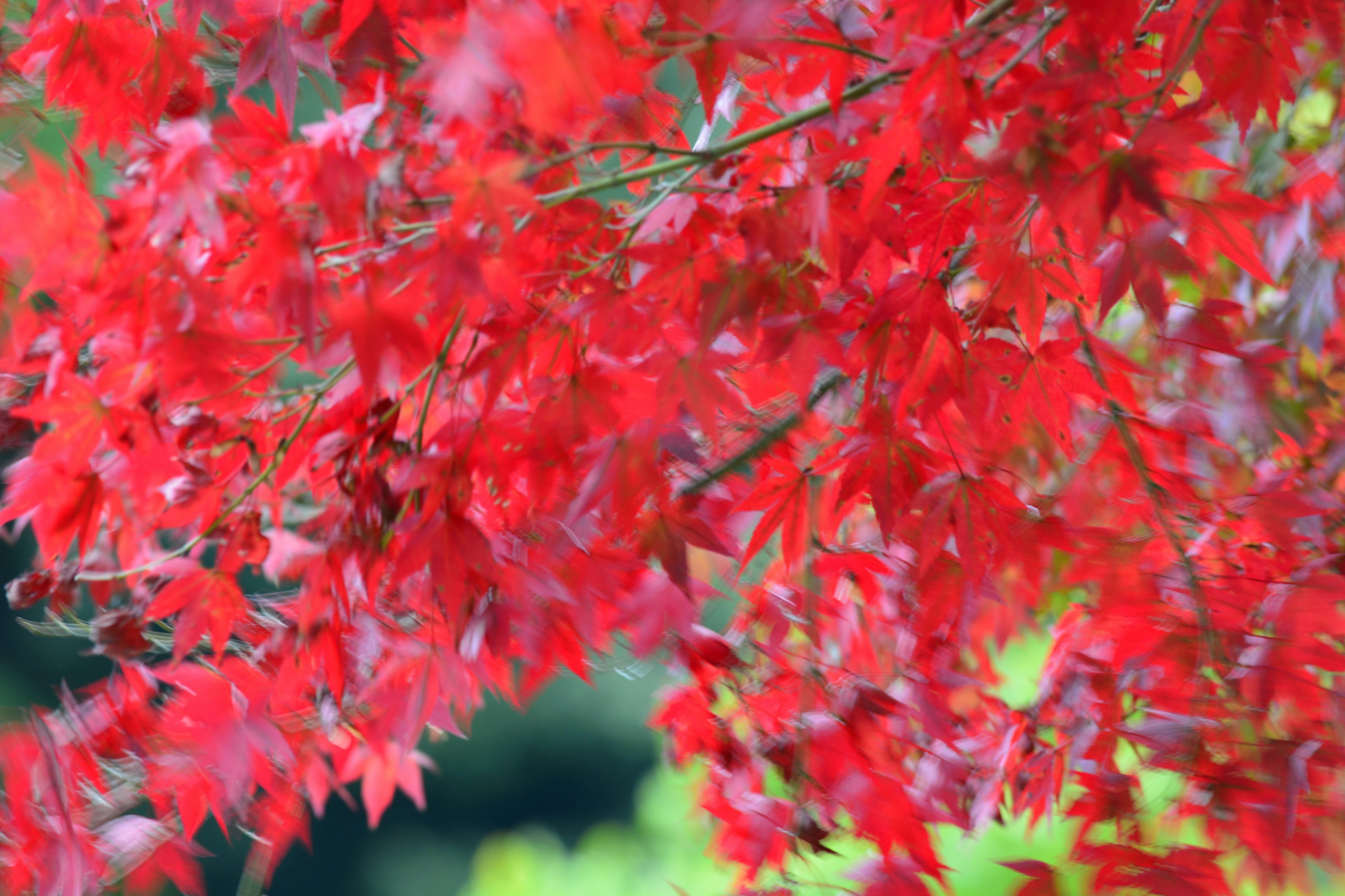 Feuilles d'érable rouges vibrantes se balançant dans la brise