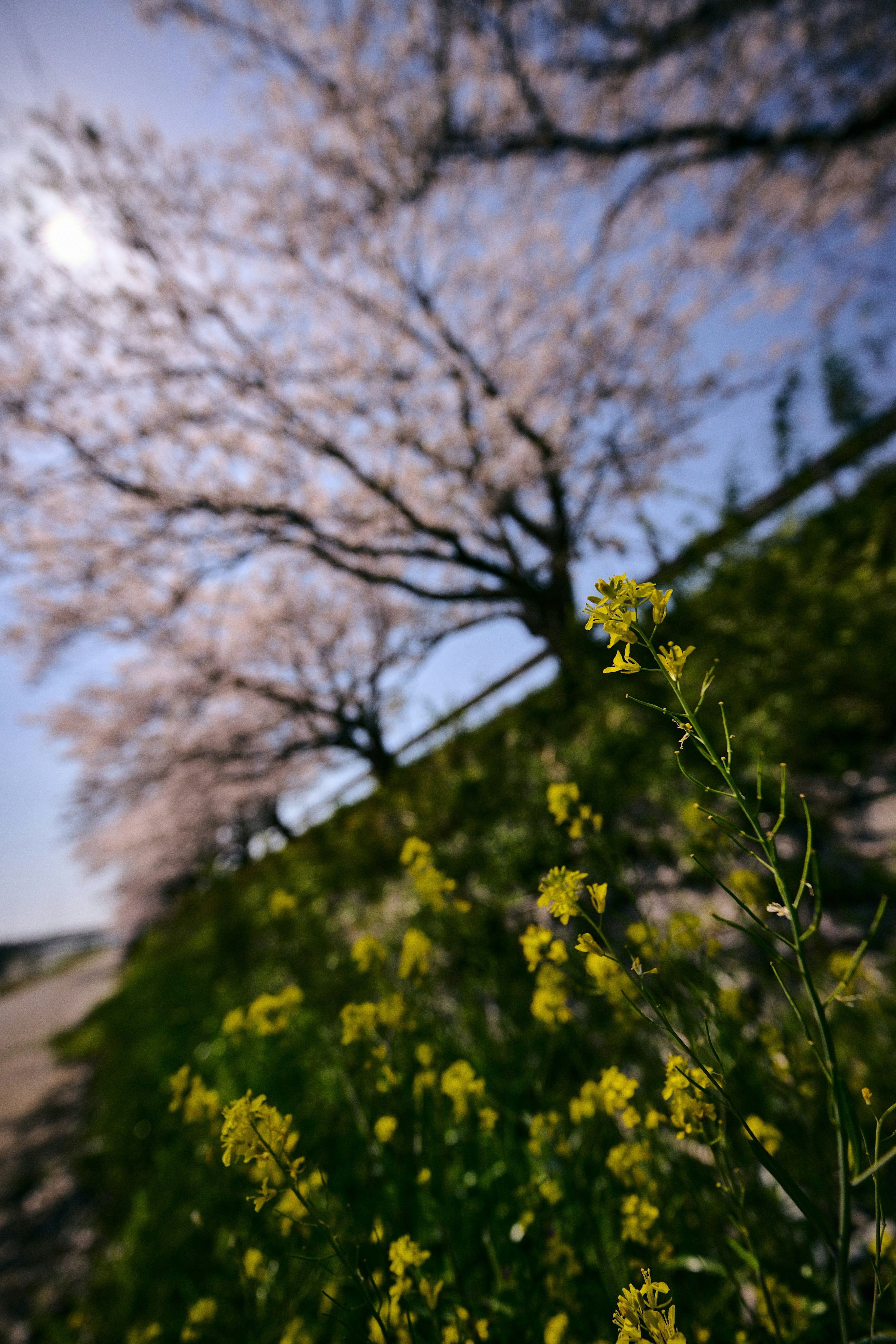 Paysage printanier avec des cerisiers et des fleurs jaunes