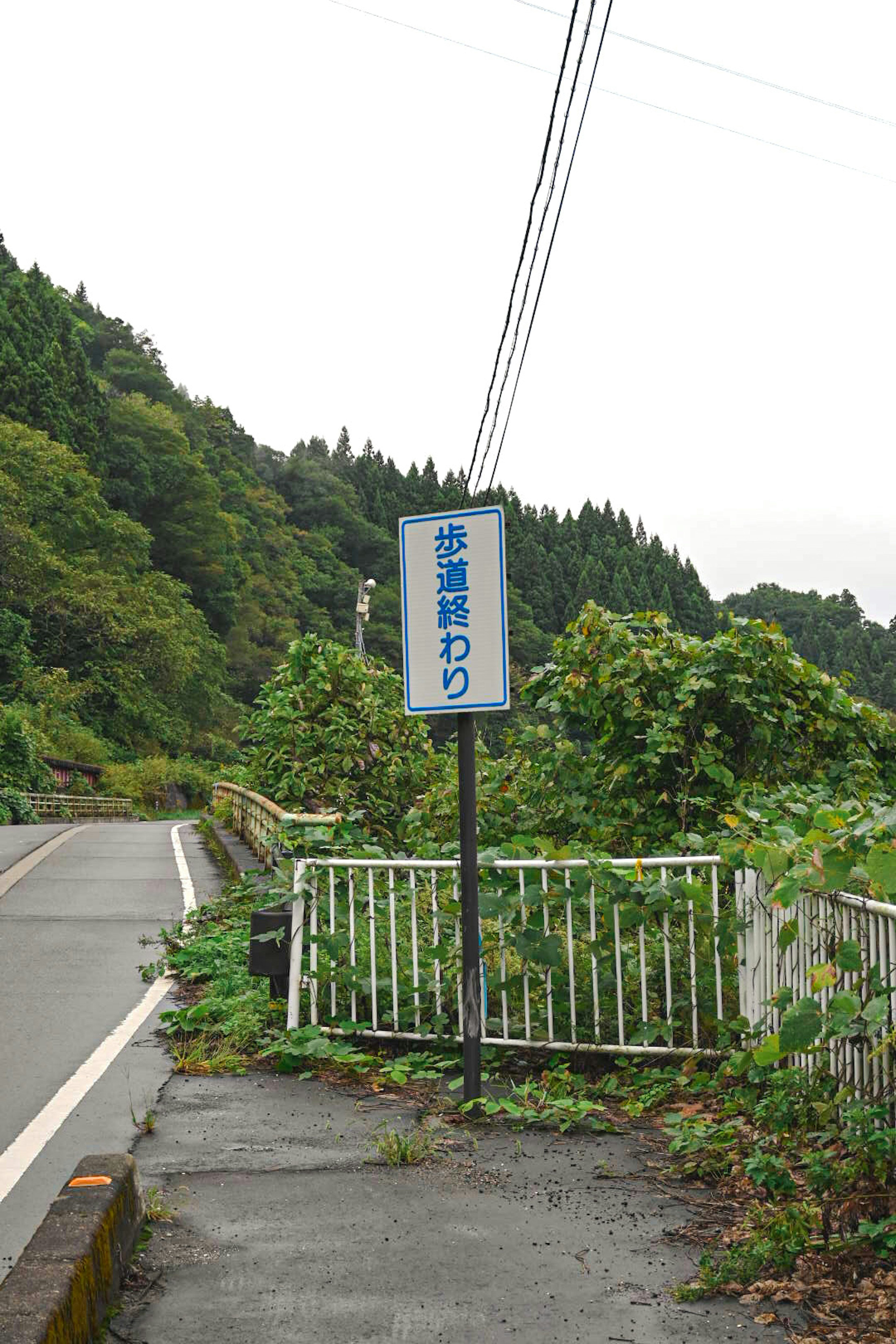 Bus stop sign surrounded by plants along the road