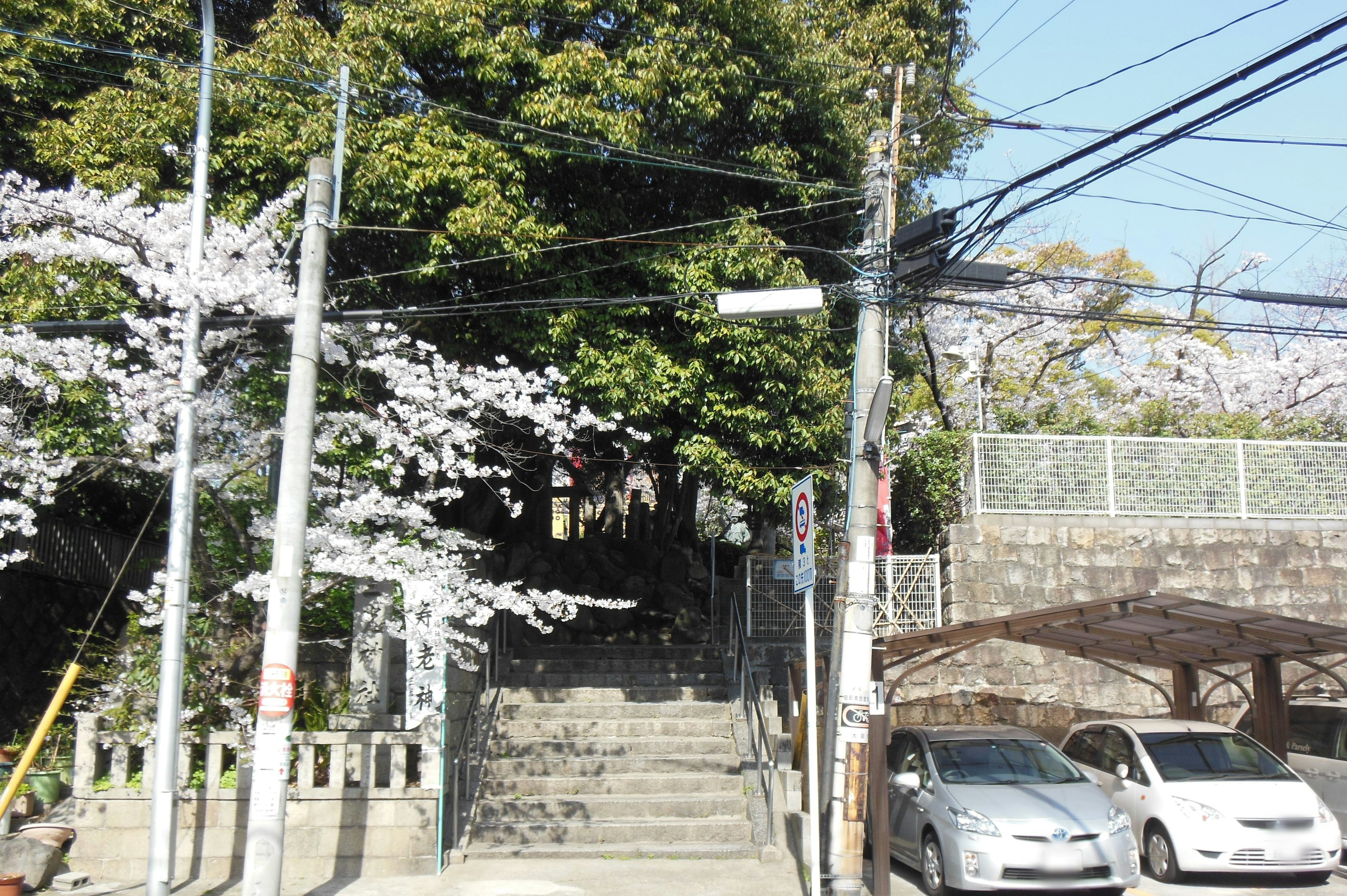 桜の木と階段がある風景 電線が交差する道路