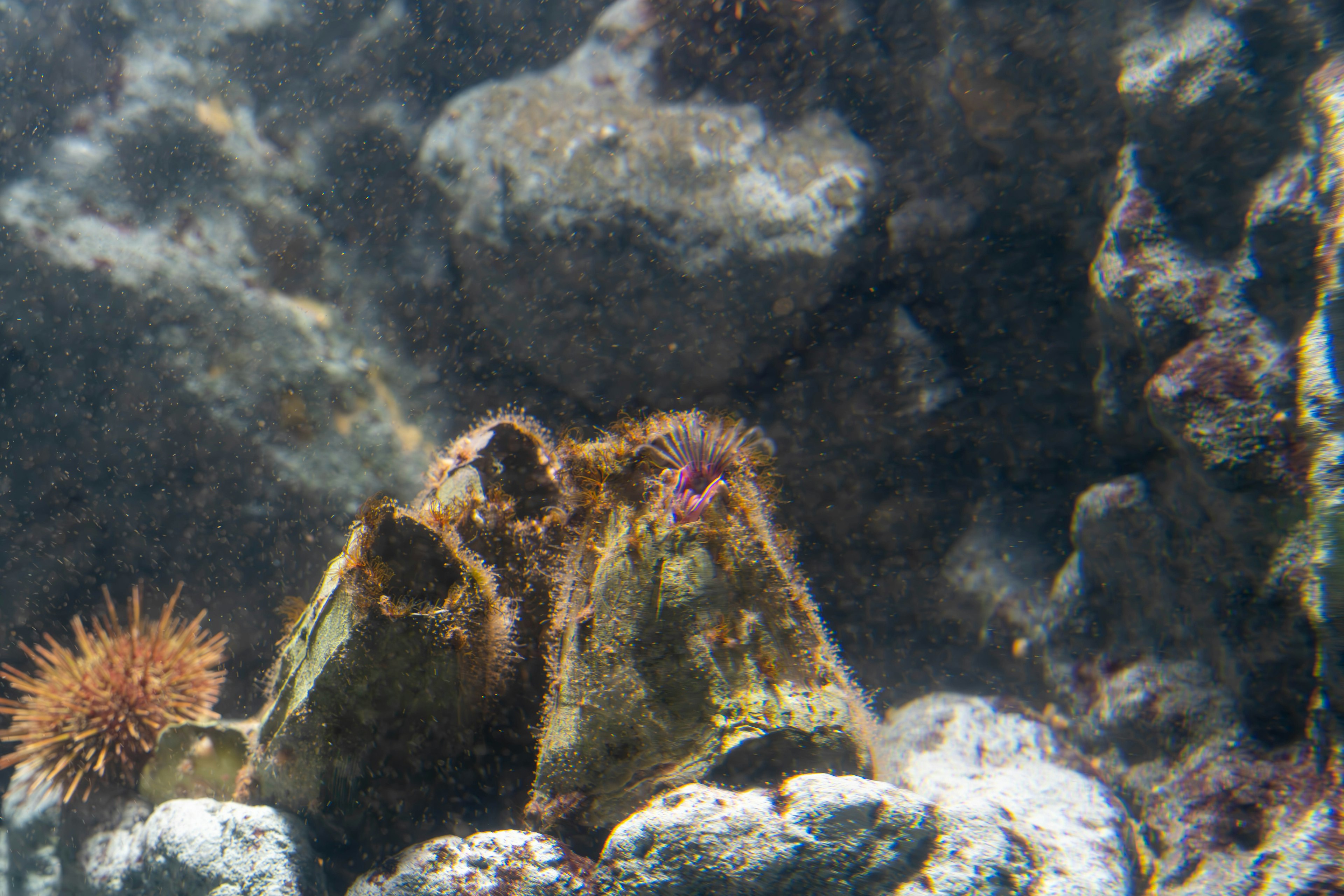 Underwater scene featuring rocks and marine life