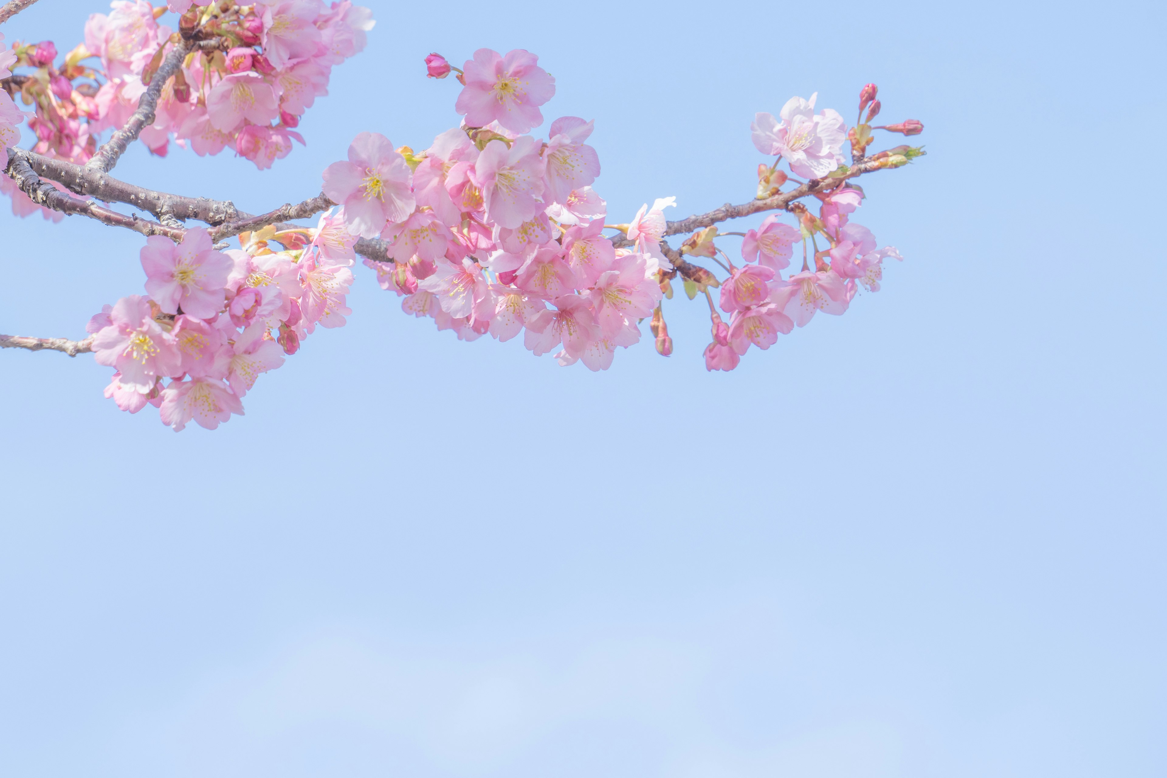 Cabang bunga sakura berwarna pink di bawah langit biru