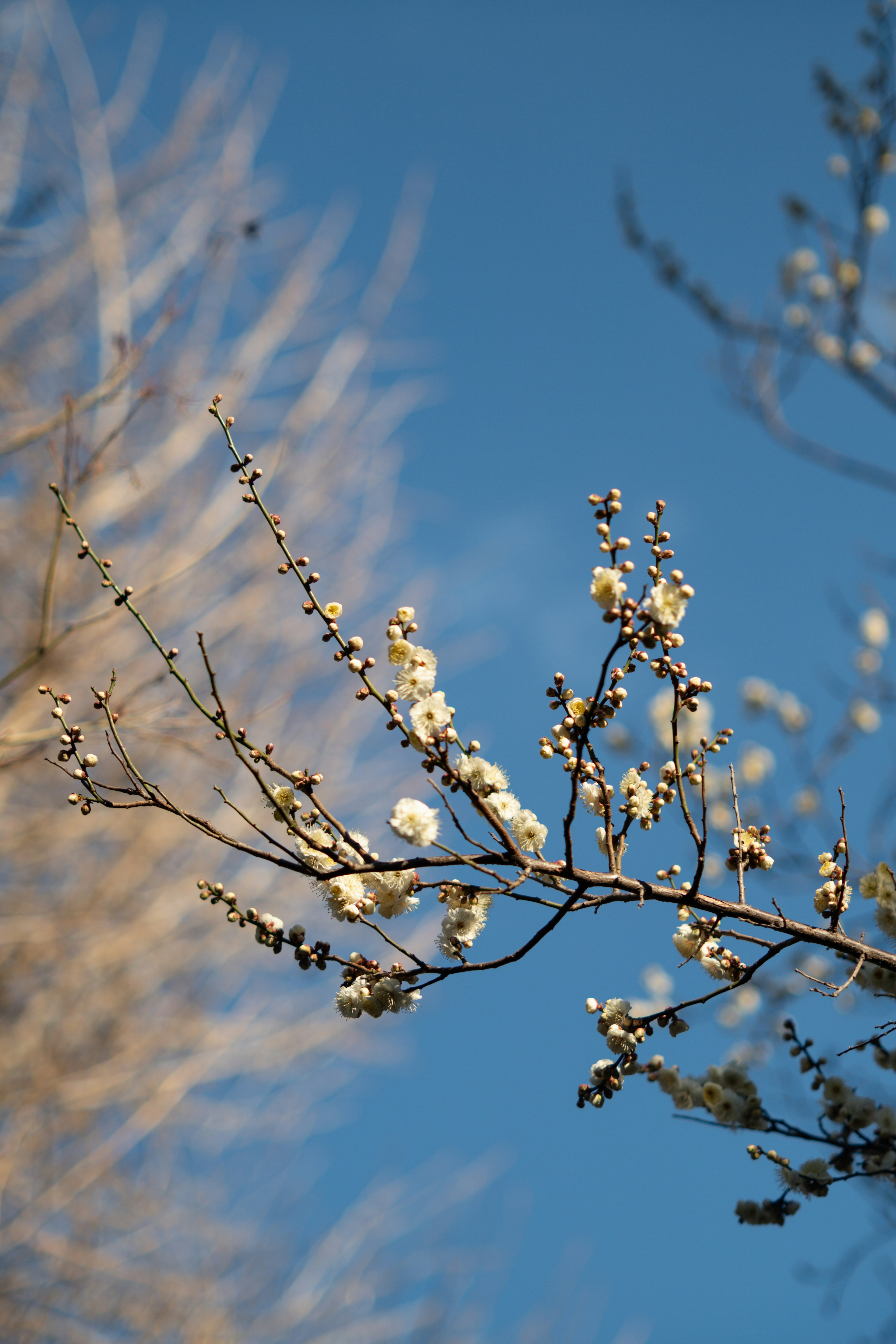 Dünner Ast mit weißen Blüten unter einem blauen Himmel