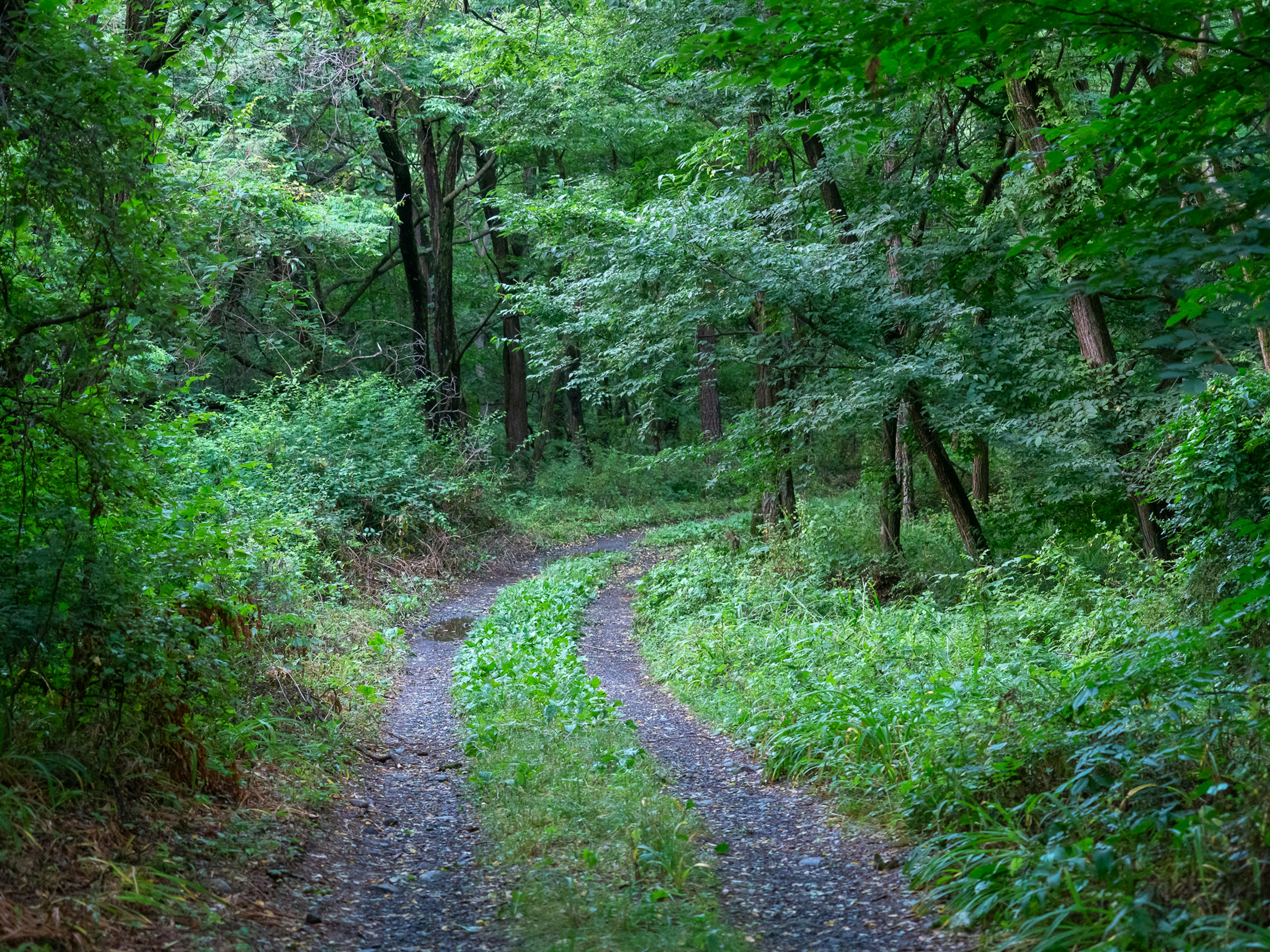 Kurvenreicher Weg durch einen üppigen Wald