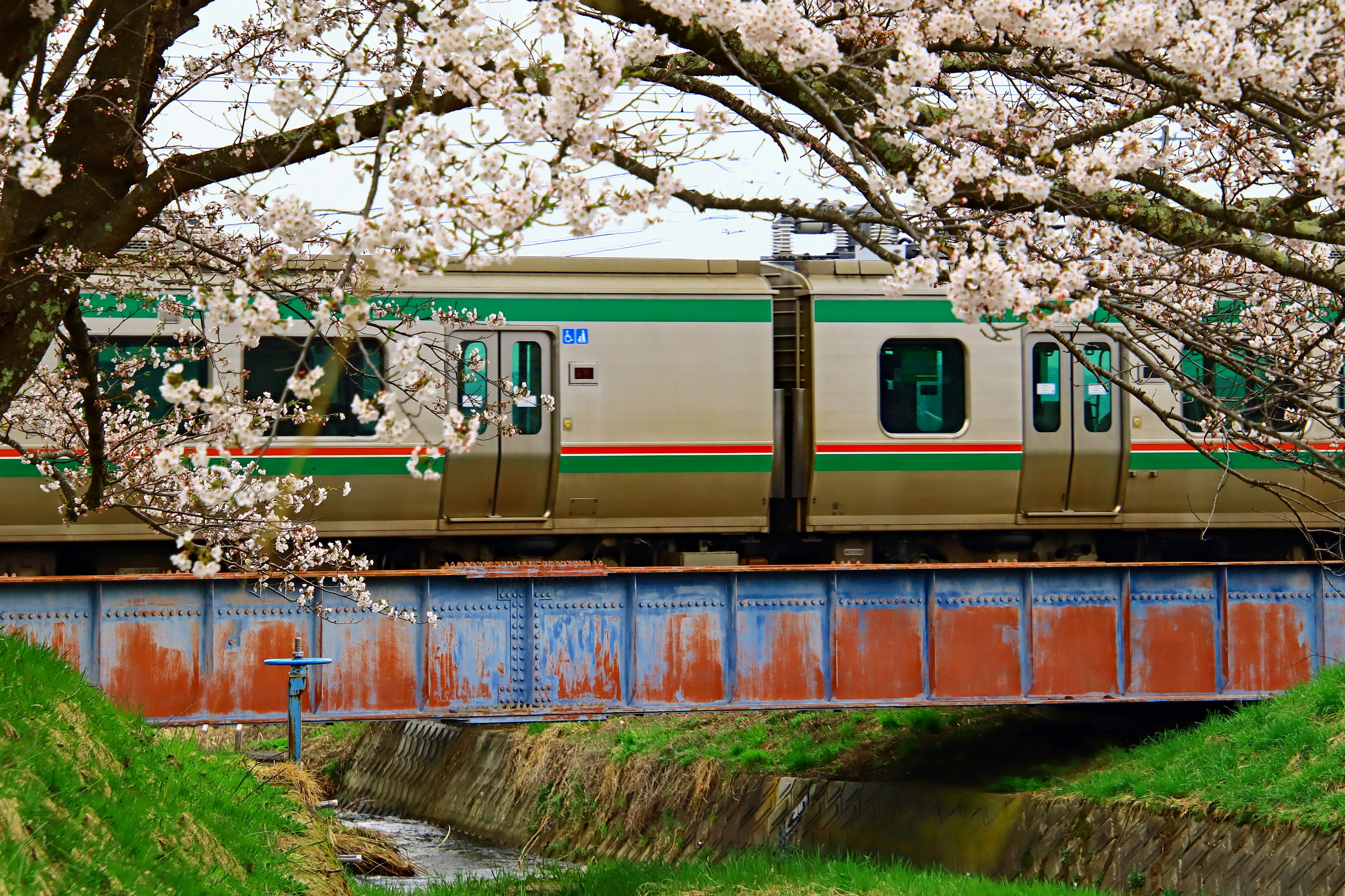 Train traveling under blooming cherry blossoms