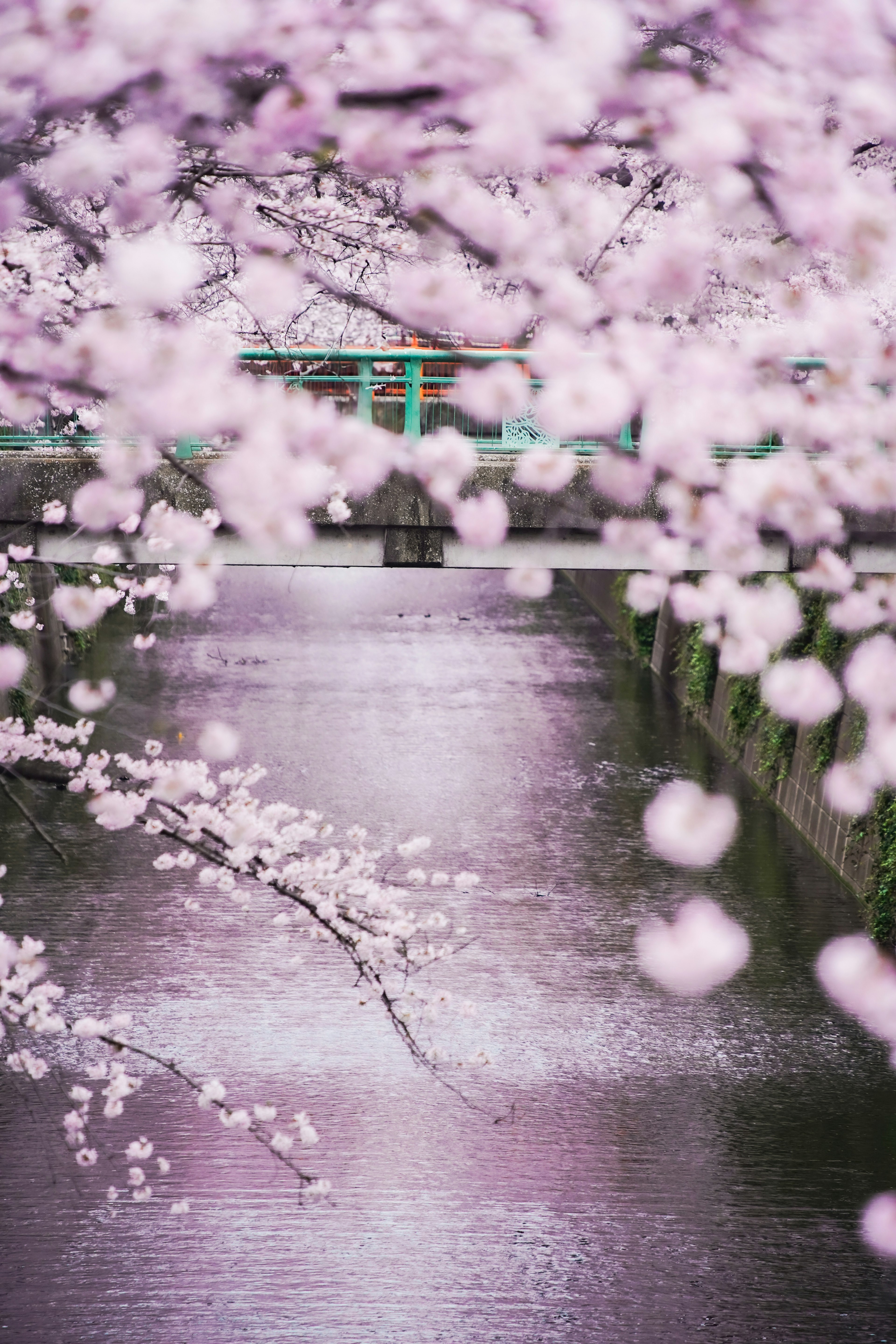 Una vista de cerezos en flor a lo largo de un río con un puente al fondo