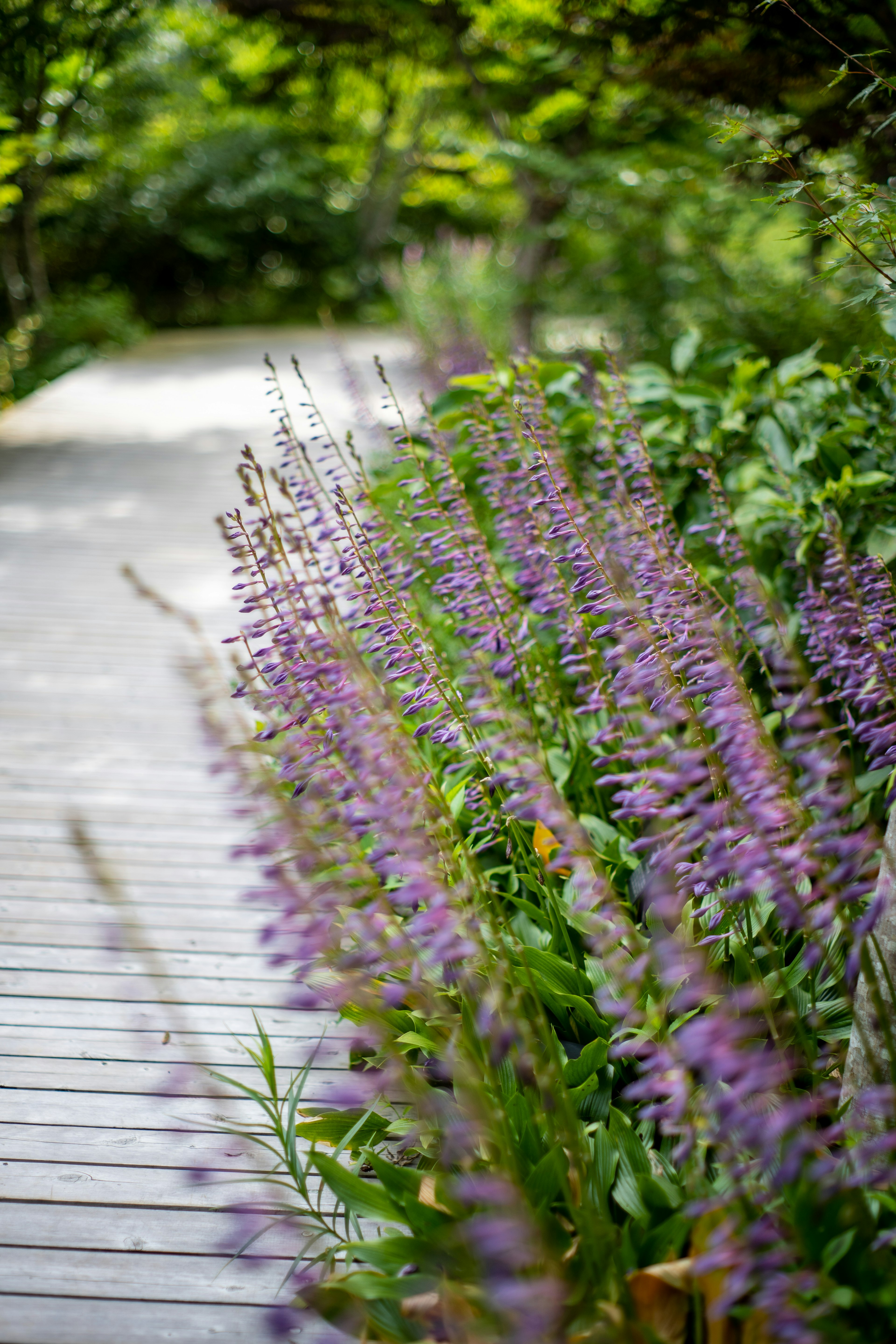 緑の背景に紫の花が咲く道沿いの風景