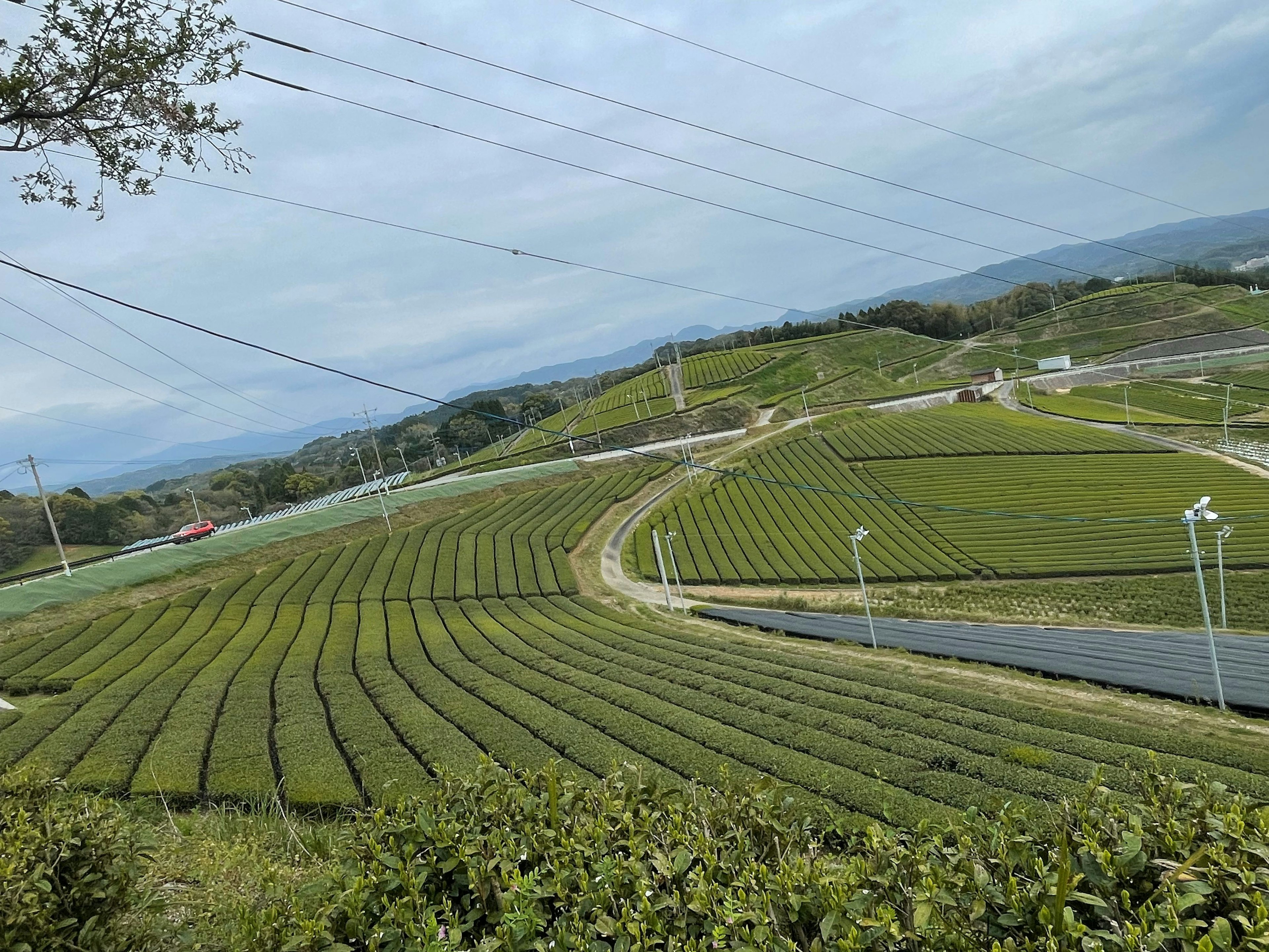 Paesaggio di piantagione di tè sotto un cielo blu