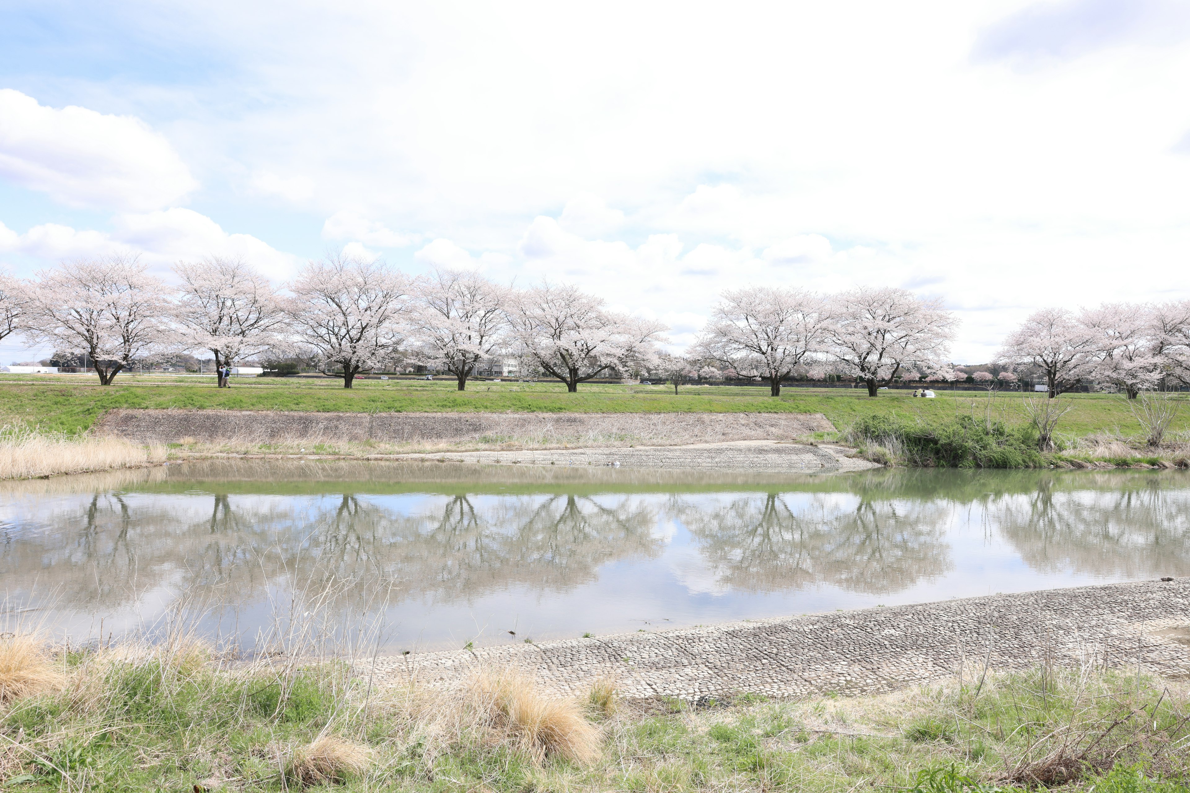 Pemandangan pohon sakura di sepanjang sungai dengan pantulan di air