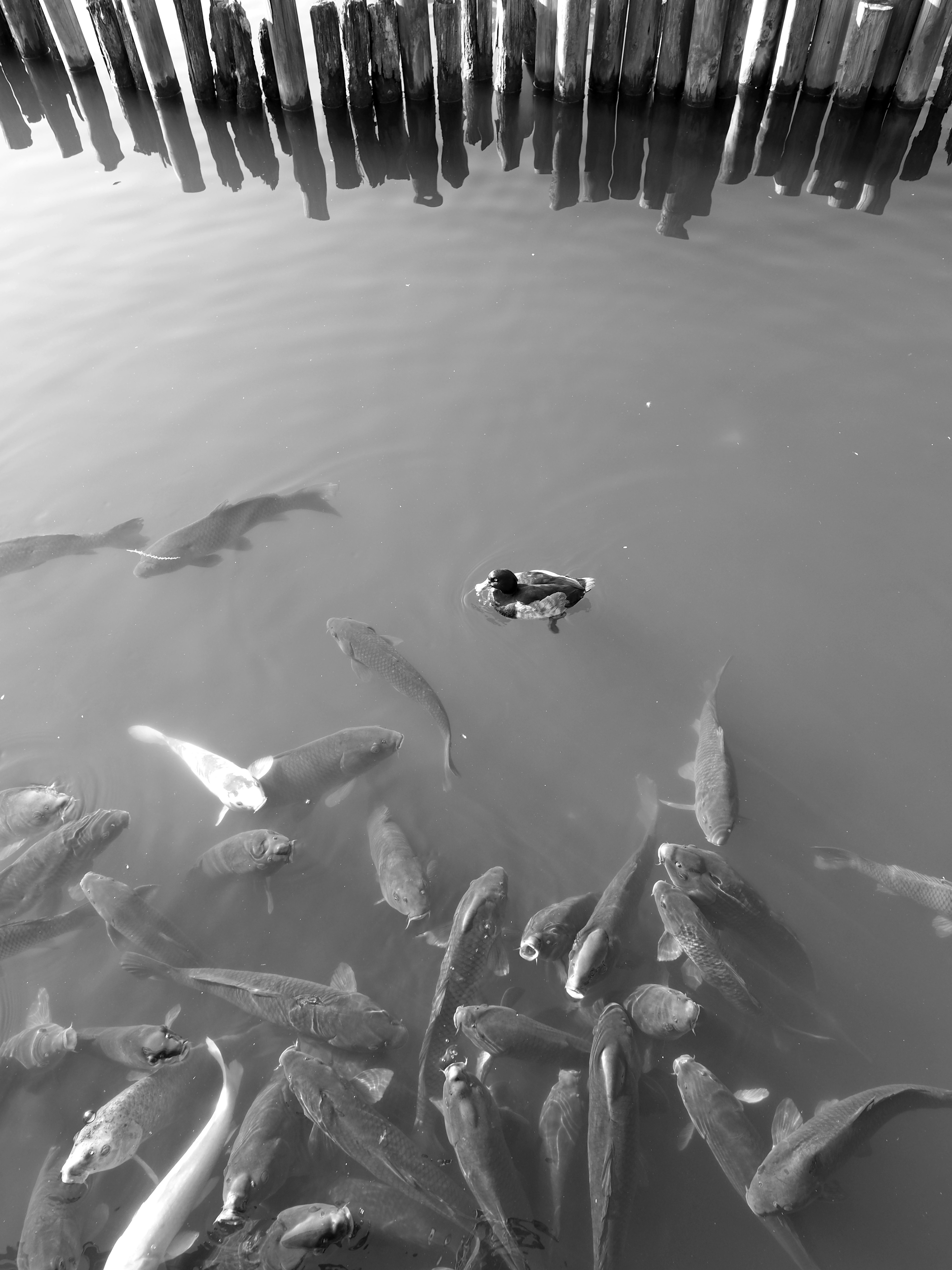 Monochrome image of a duck floating on the water surrounded by fish