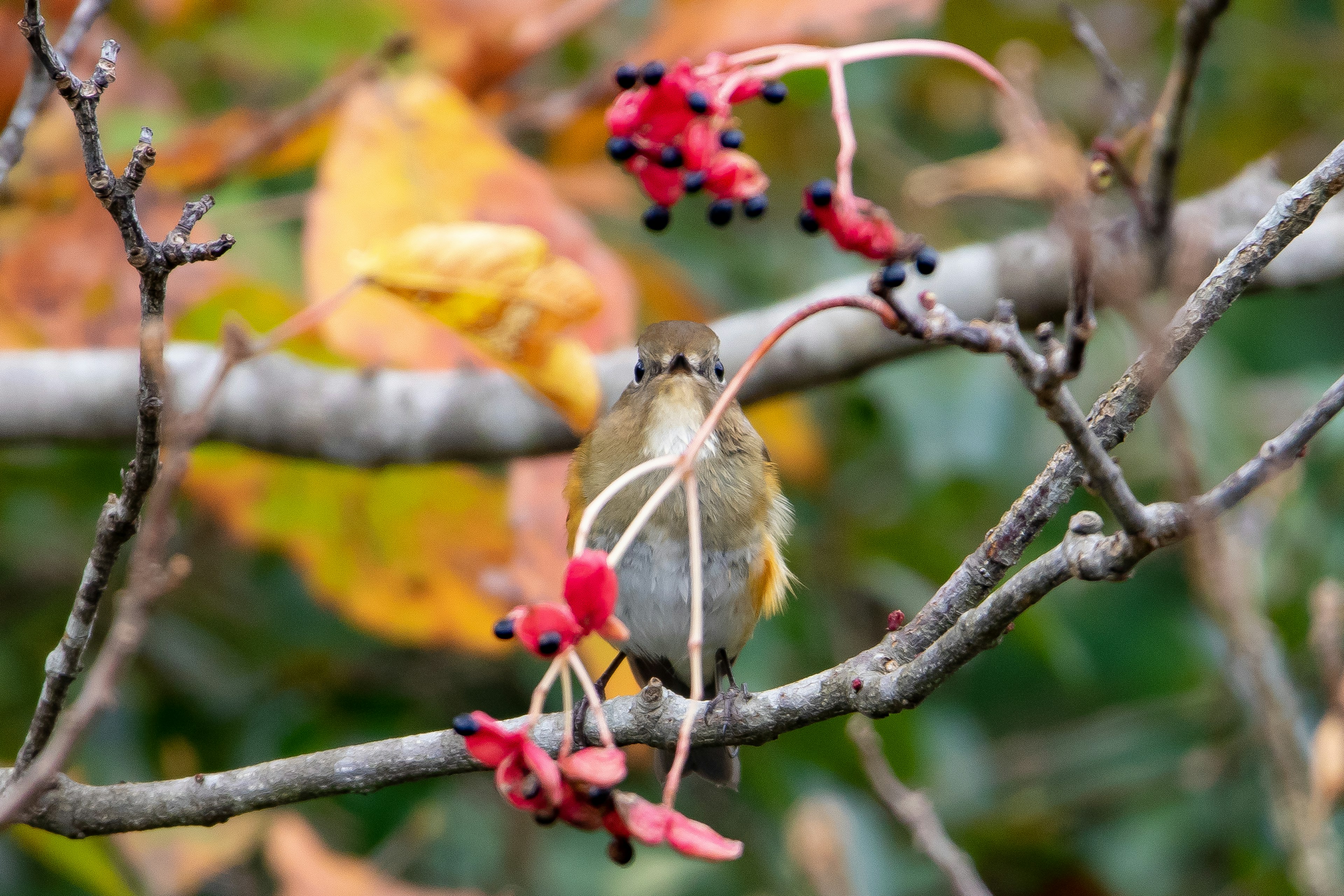 Un petit oiseau perché sur une branche avec des baies rouges et des feuilles d'automne