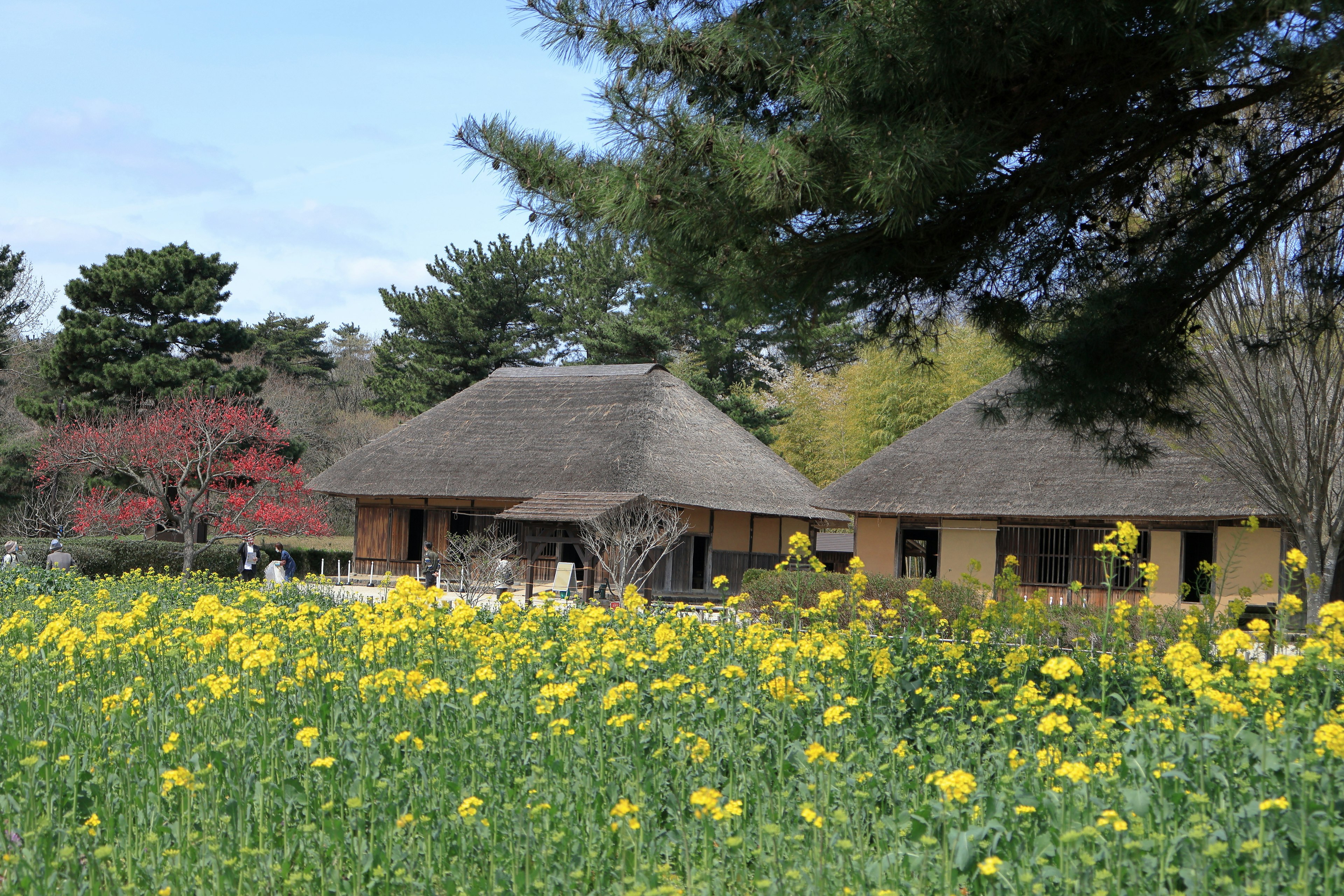 Traditionelle japanische Häuser umgeben von gelben Blumen und Grün