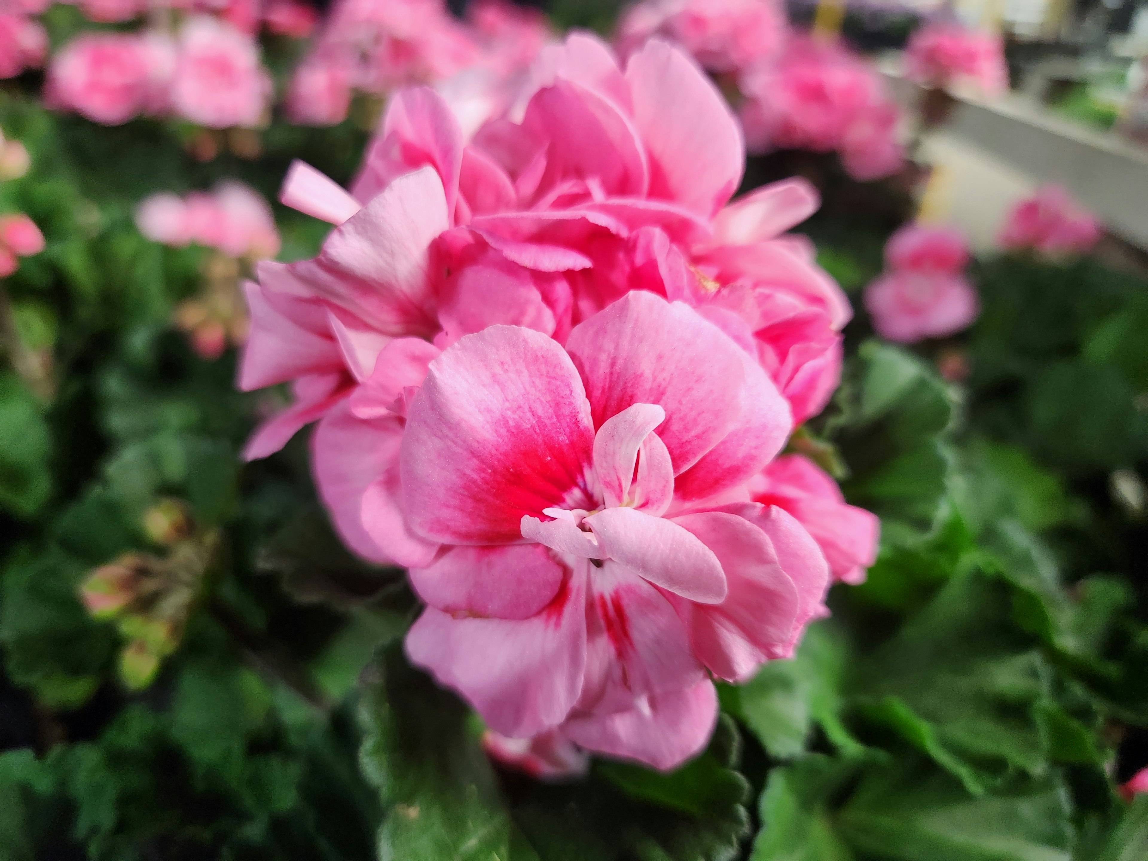 Bündel von rosa Blumen mit überlappenden Blütenblättern