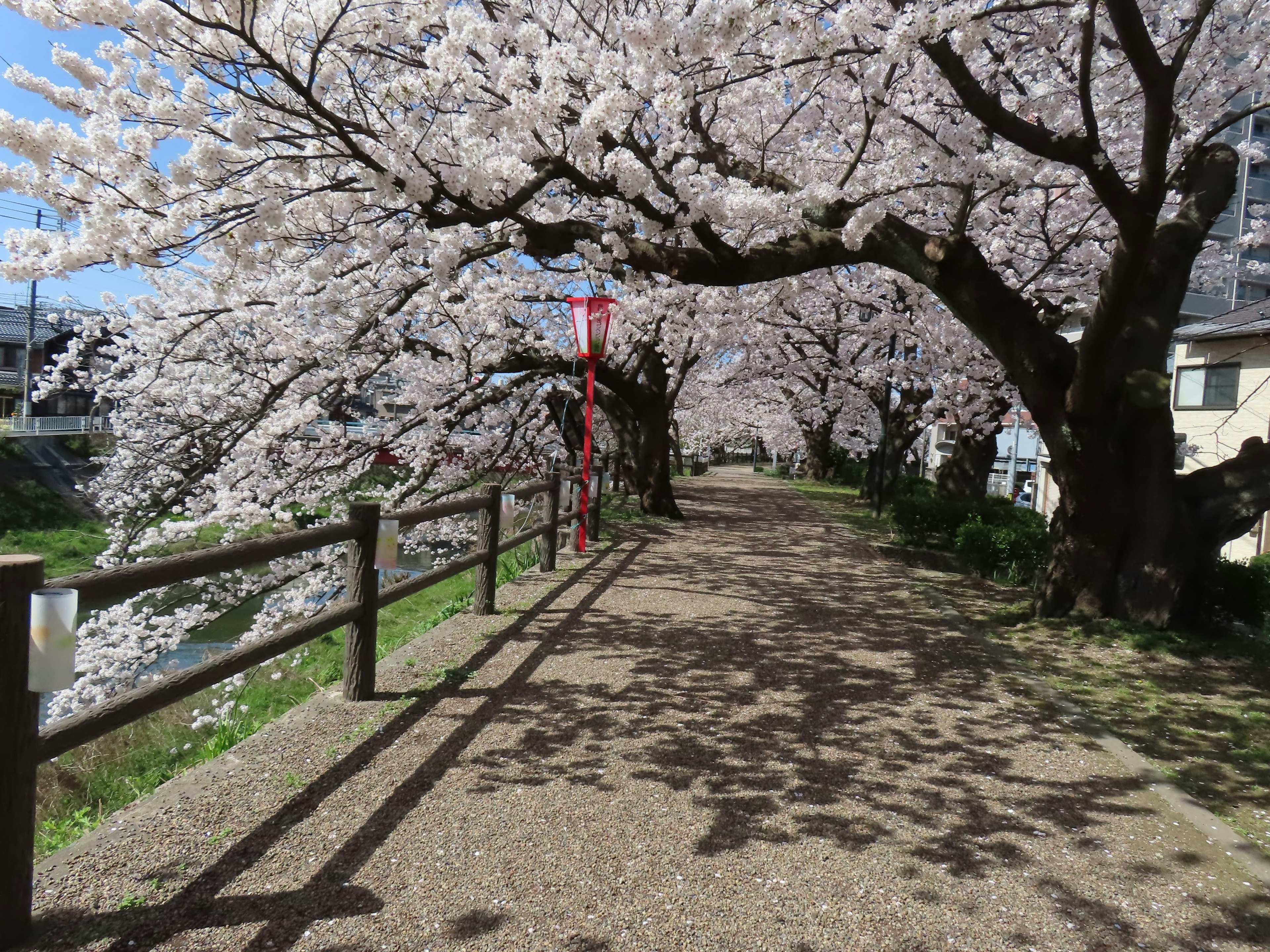 Allée bordée de cerisiers en fleurs sous un ciel bleu