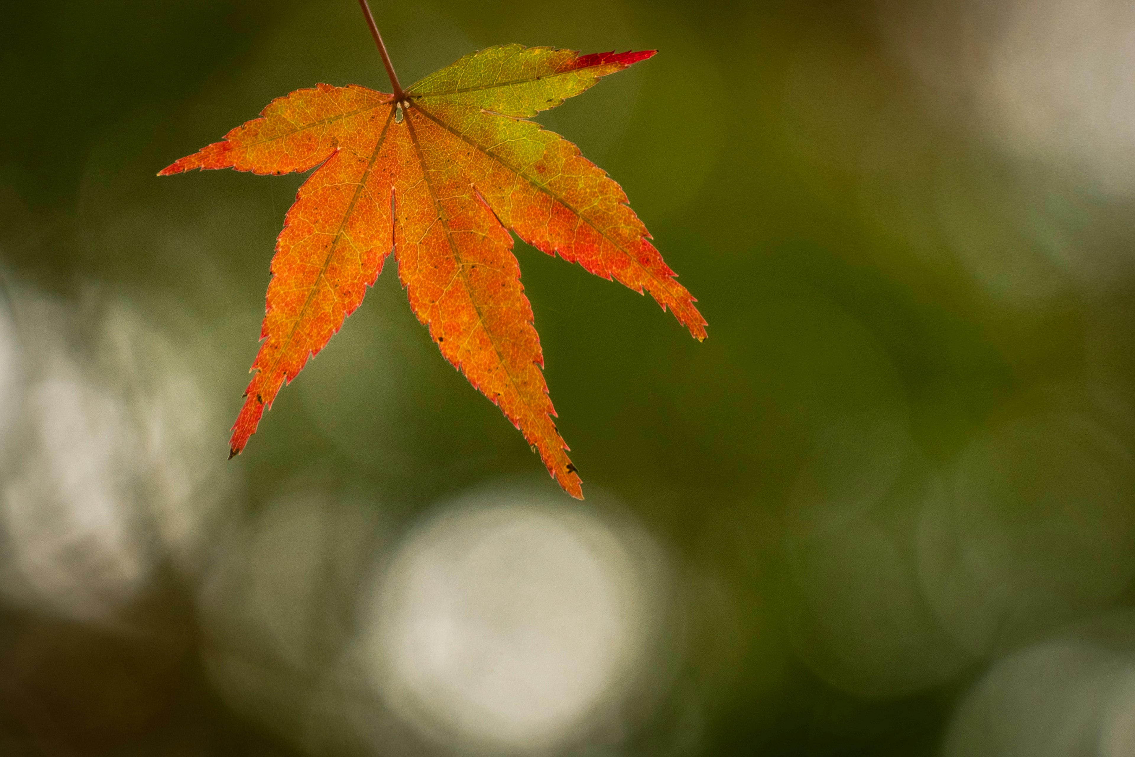 Vibrant autumn leaf hanging against a blurred green background