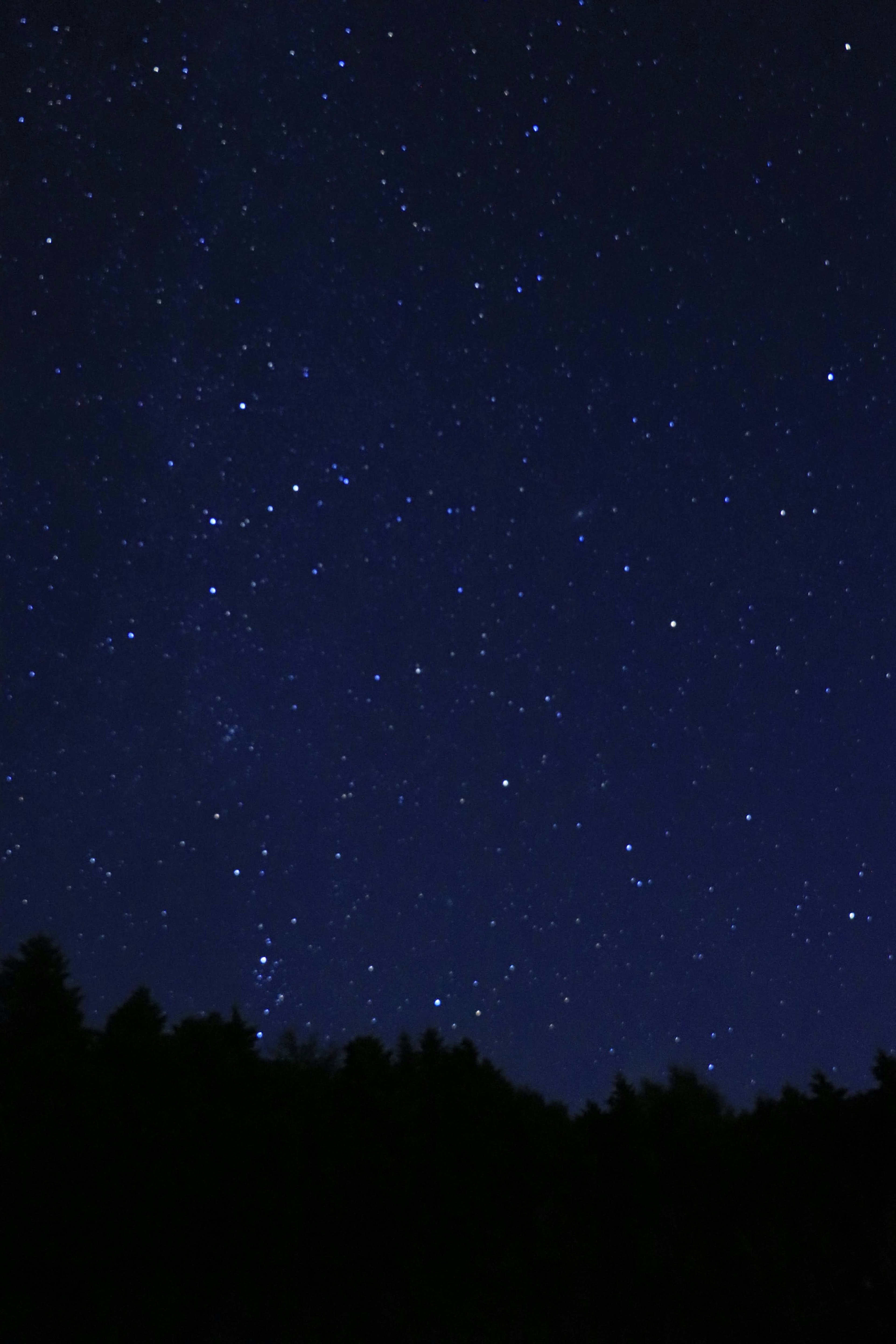 Cielo notturno costellato di stelle contro una silhouette scura di alberi