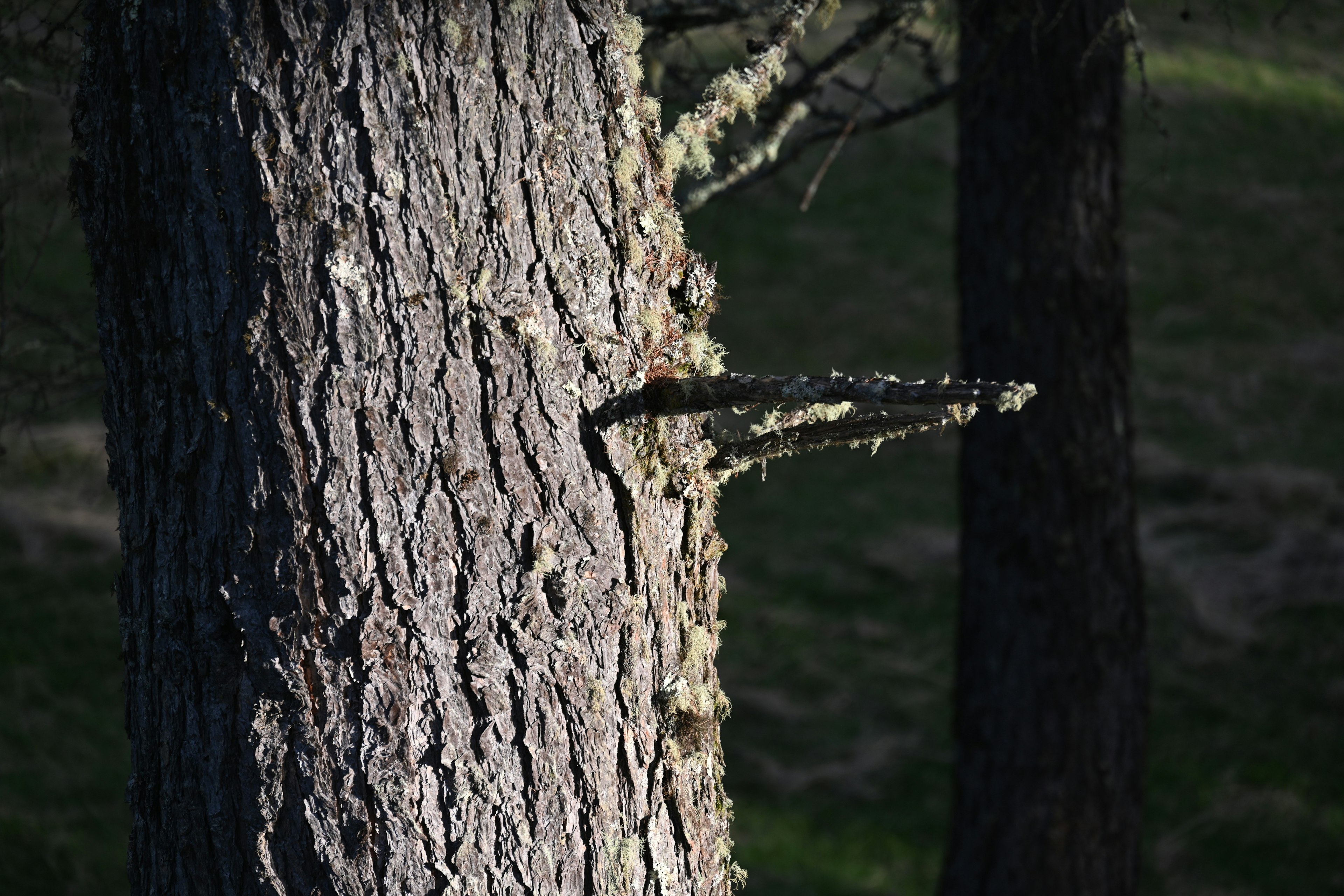 Gros plan sur un tronc d'arbre avec une branche proéminente et des détails de mousse