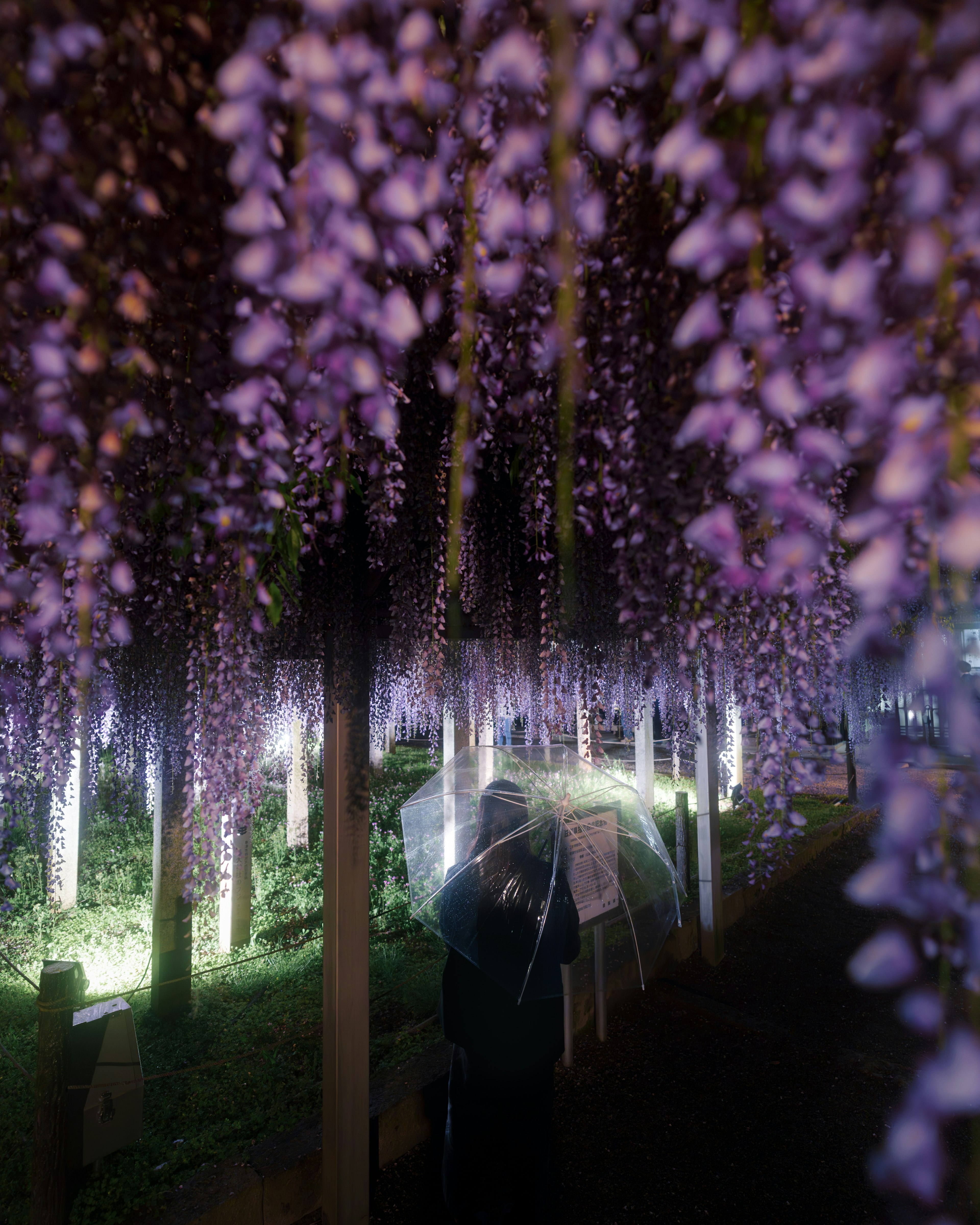 Una persona con un paraguas está bajo un túnel de flores de glicinia moradas en flor