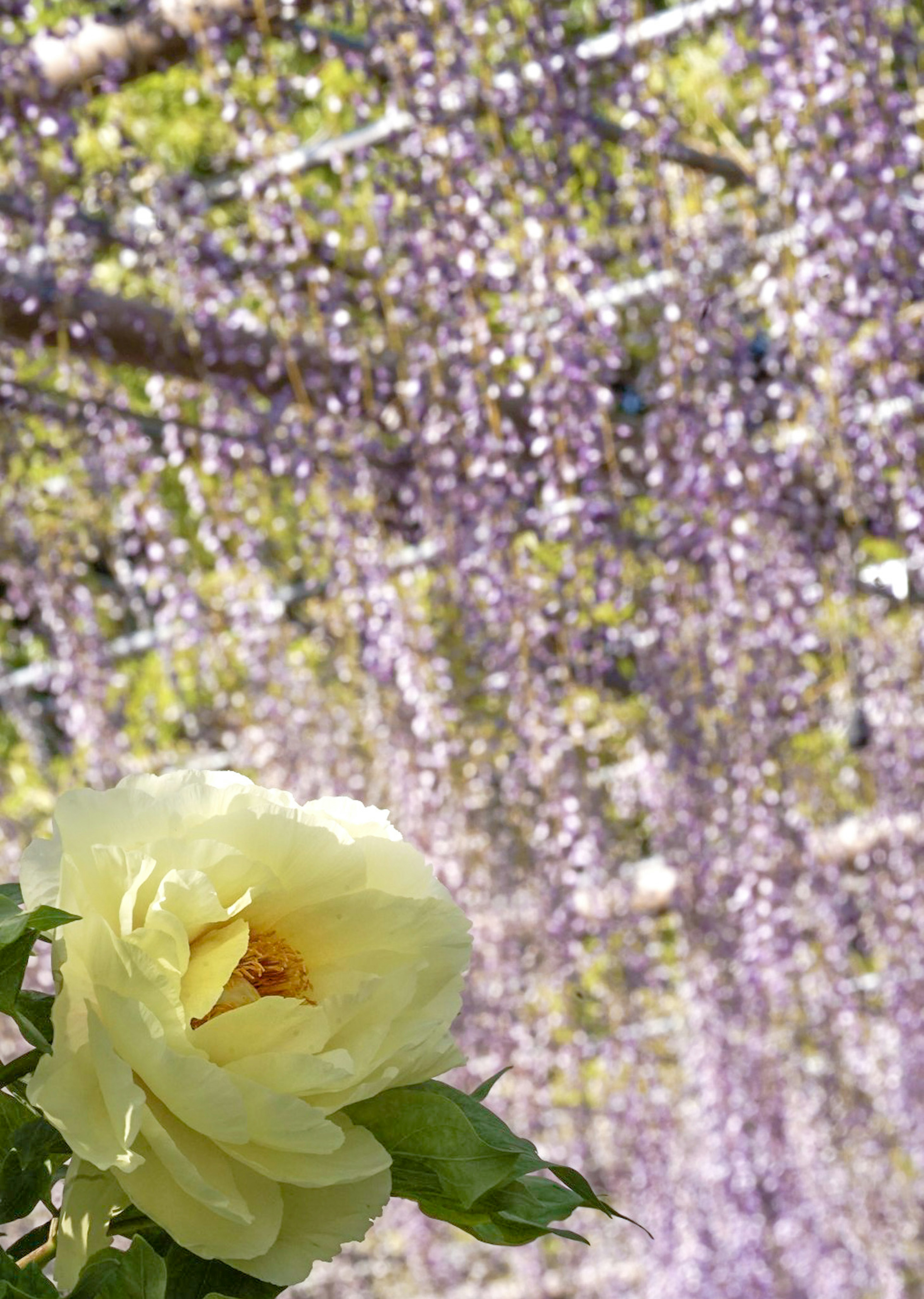 黄色いバラと紫の藤の花が背景にある美しい風景