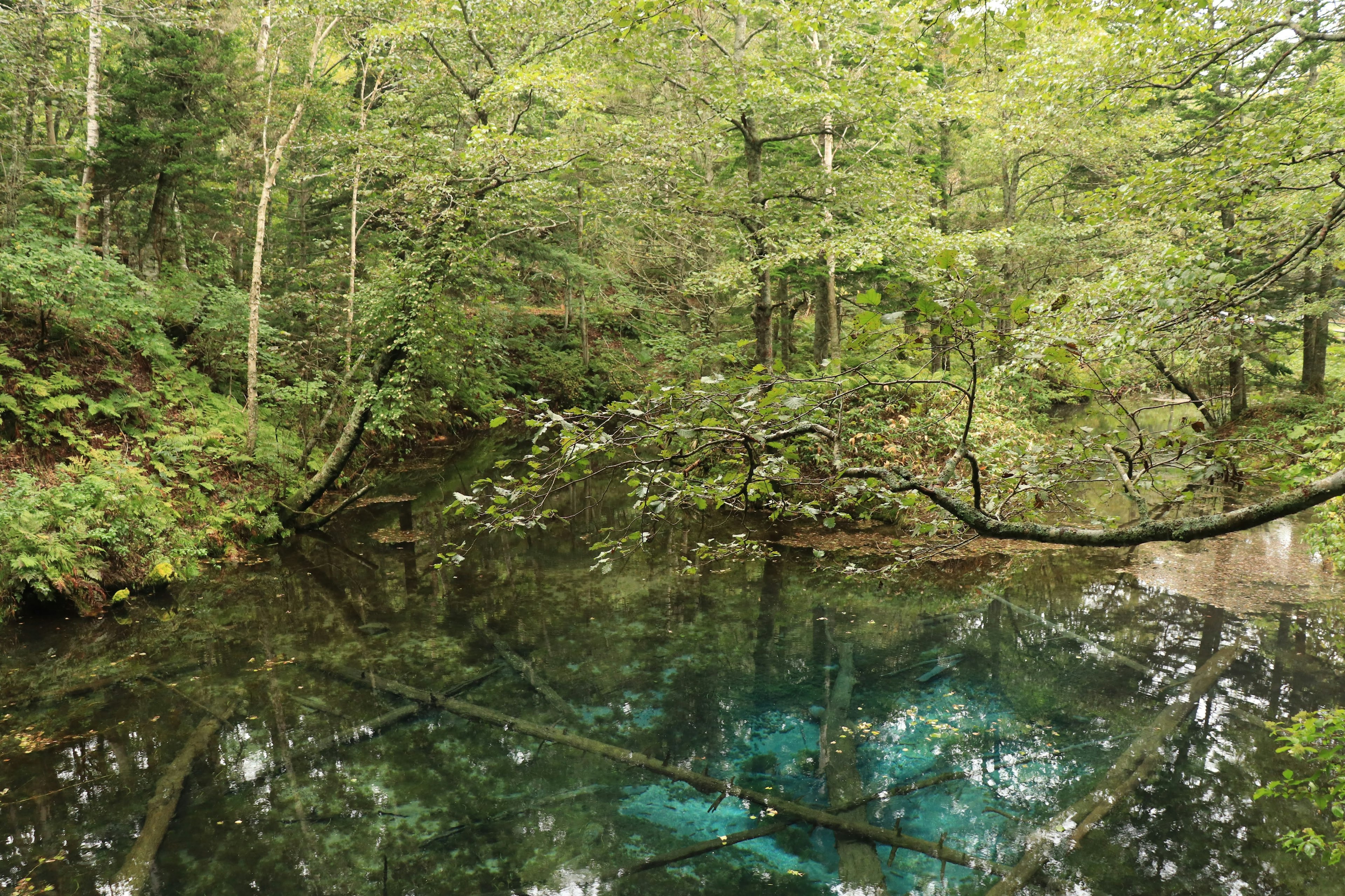 A tranquil pond surrounded by lush green forest