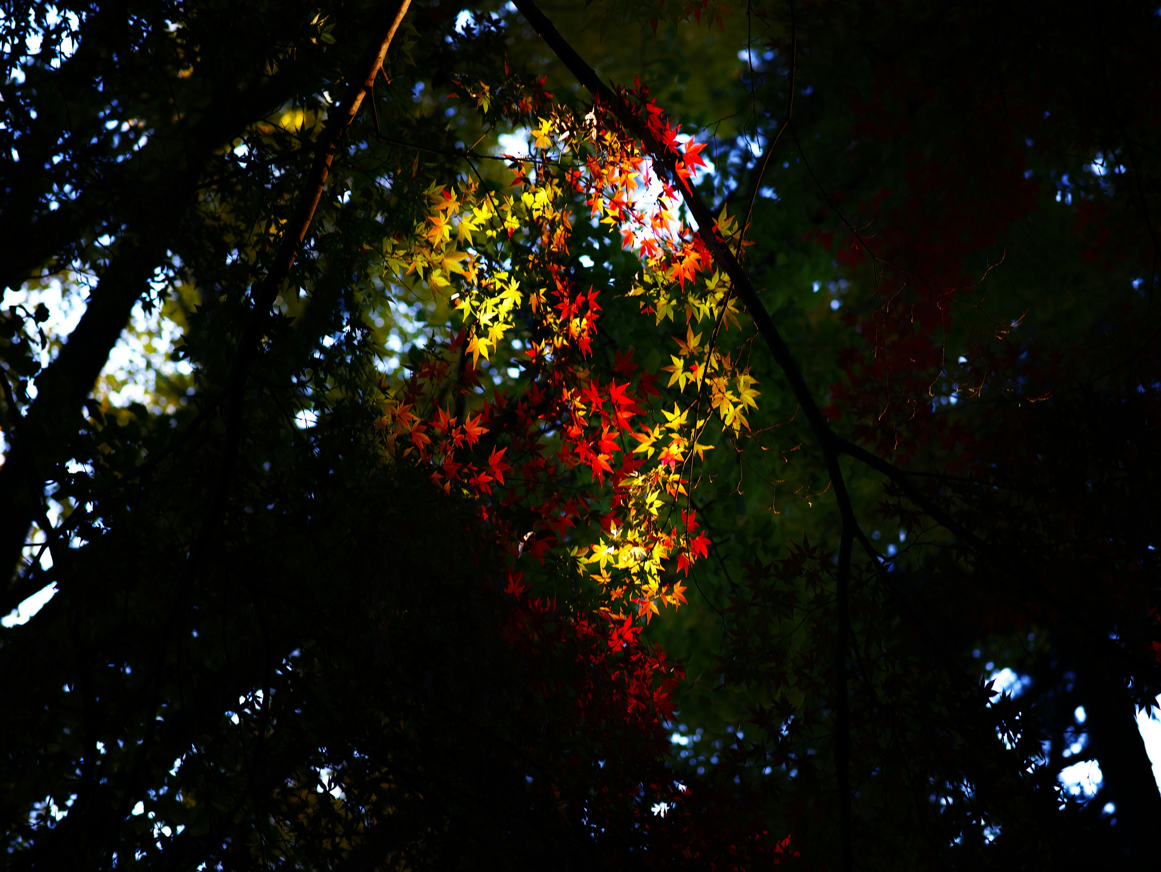 Herbstwaldszene mit einer Mischung aus grünen und roten Blättern