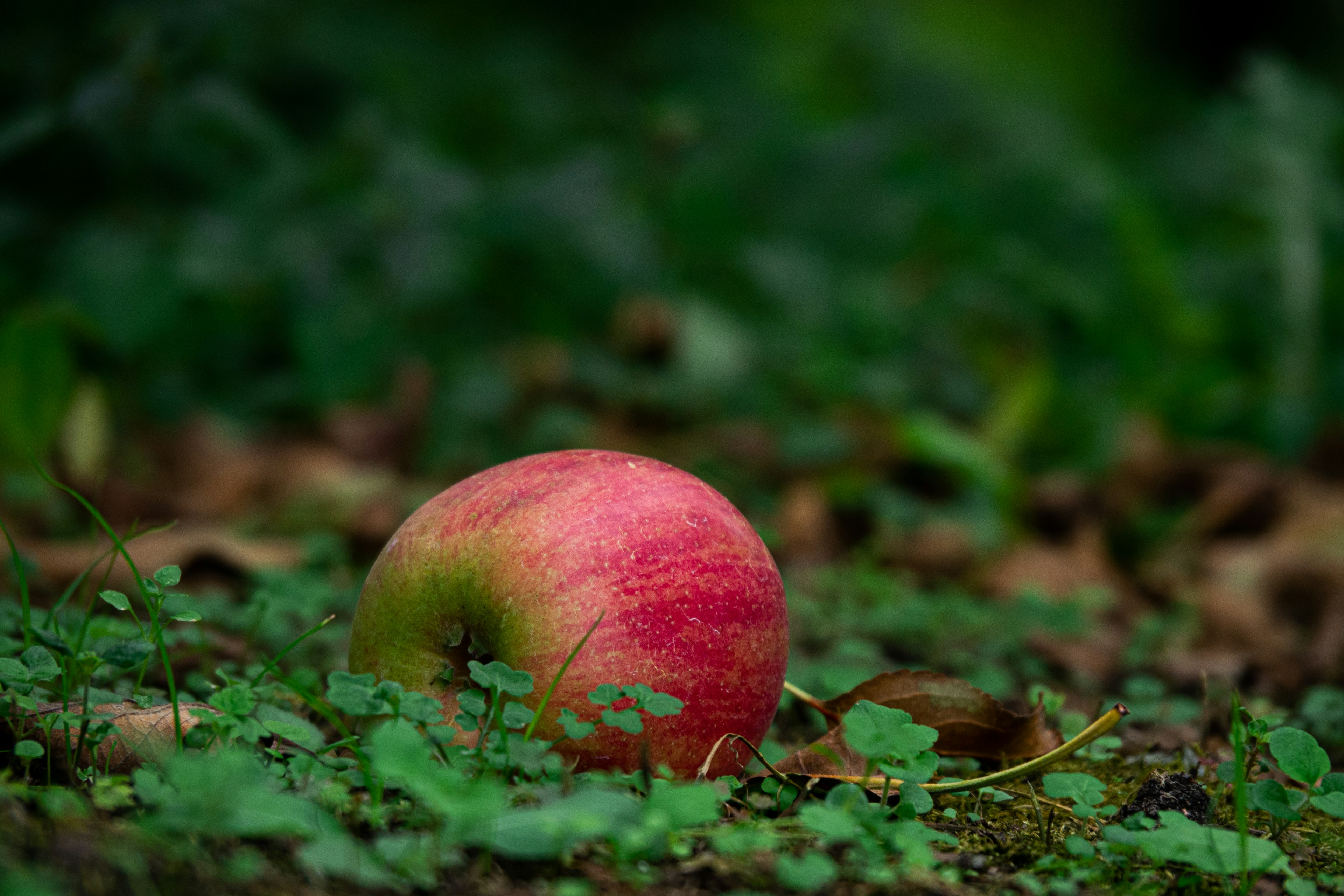 A red apple lying on green grass