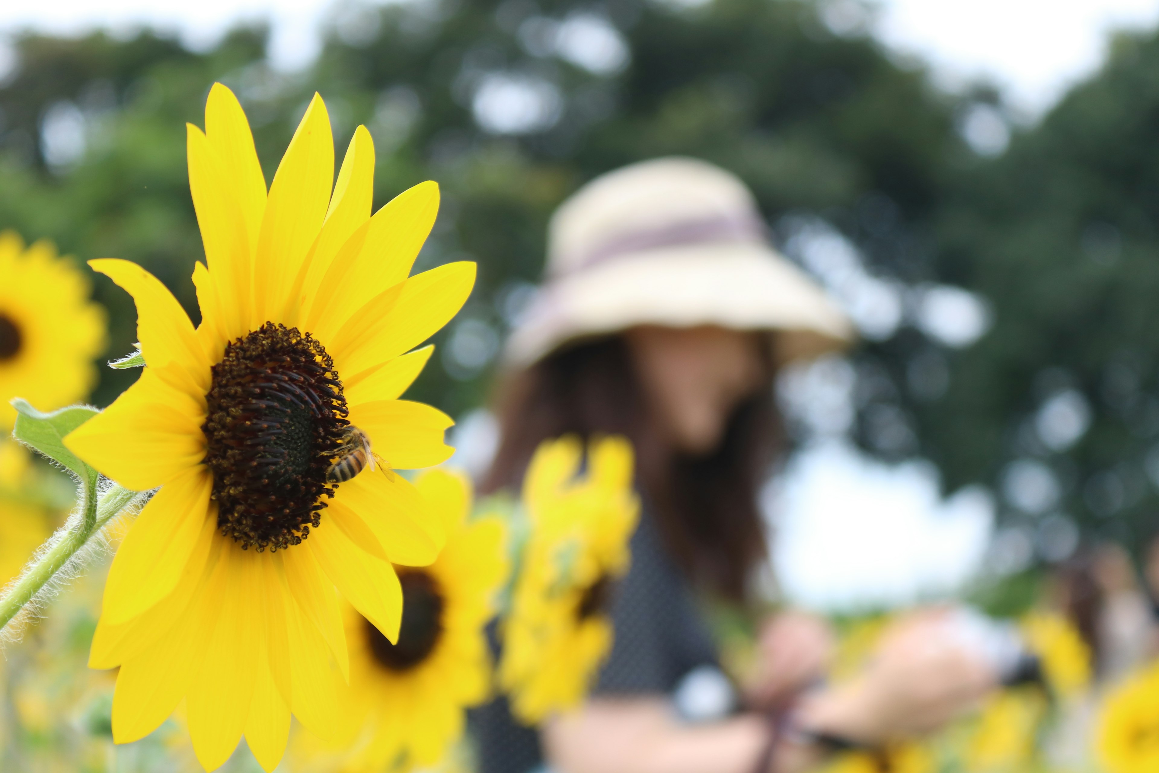 Una mujer con sombrero en un campo de girasoles