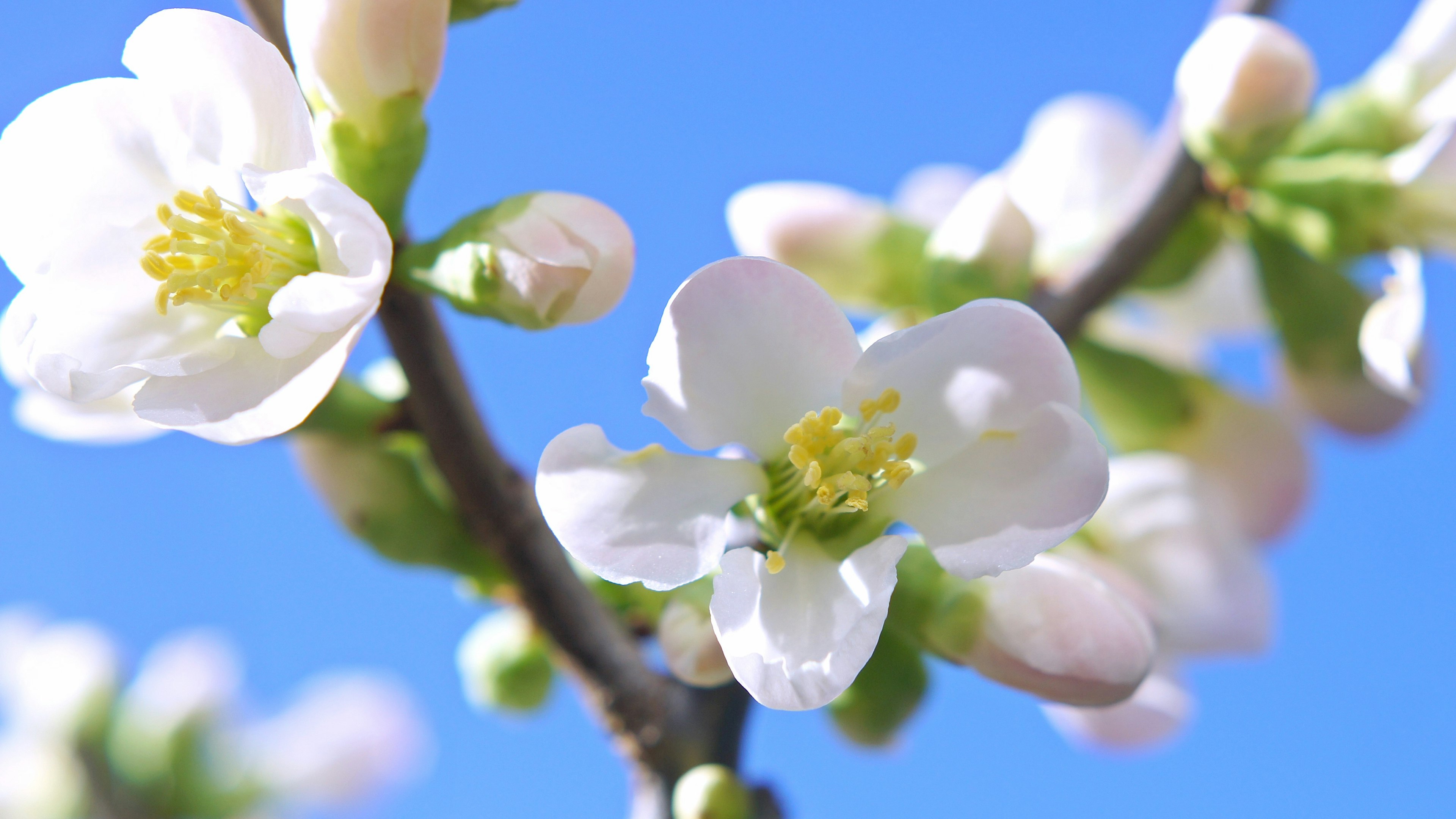 Primo piano di fiori bianchi e gemme contro un cielo blu