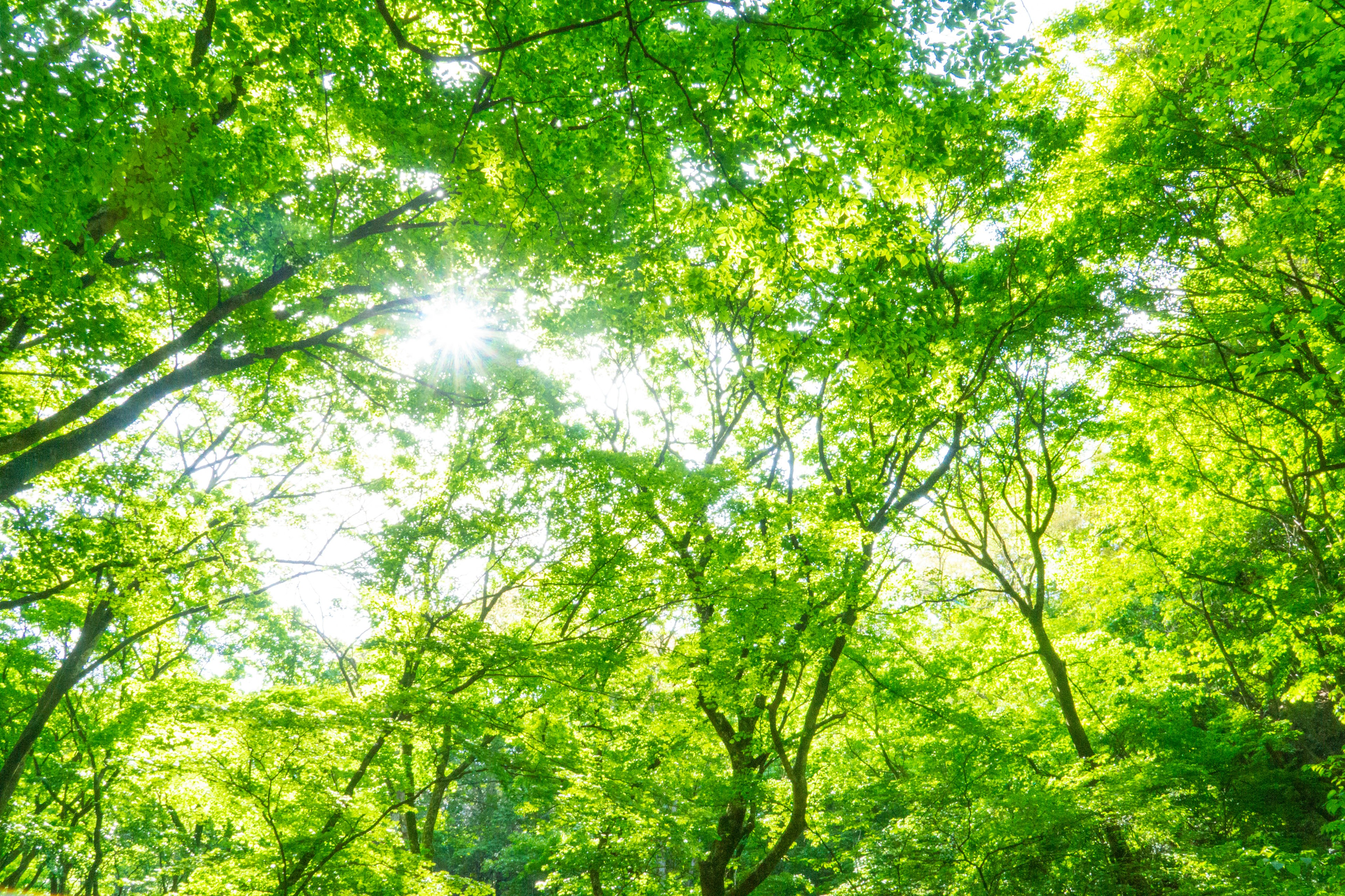 Sunlight filtering through lush green leaves