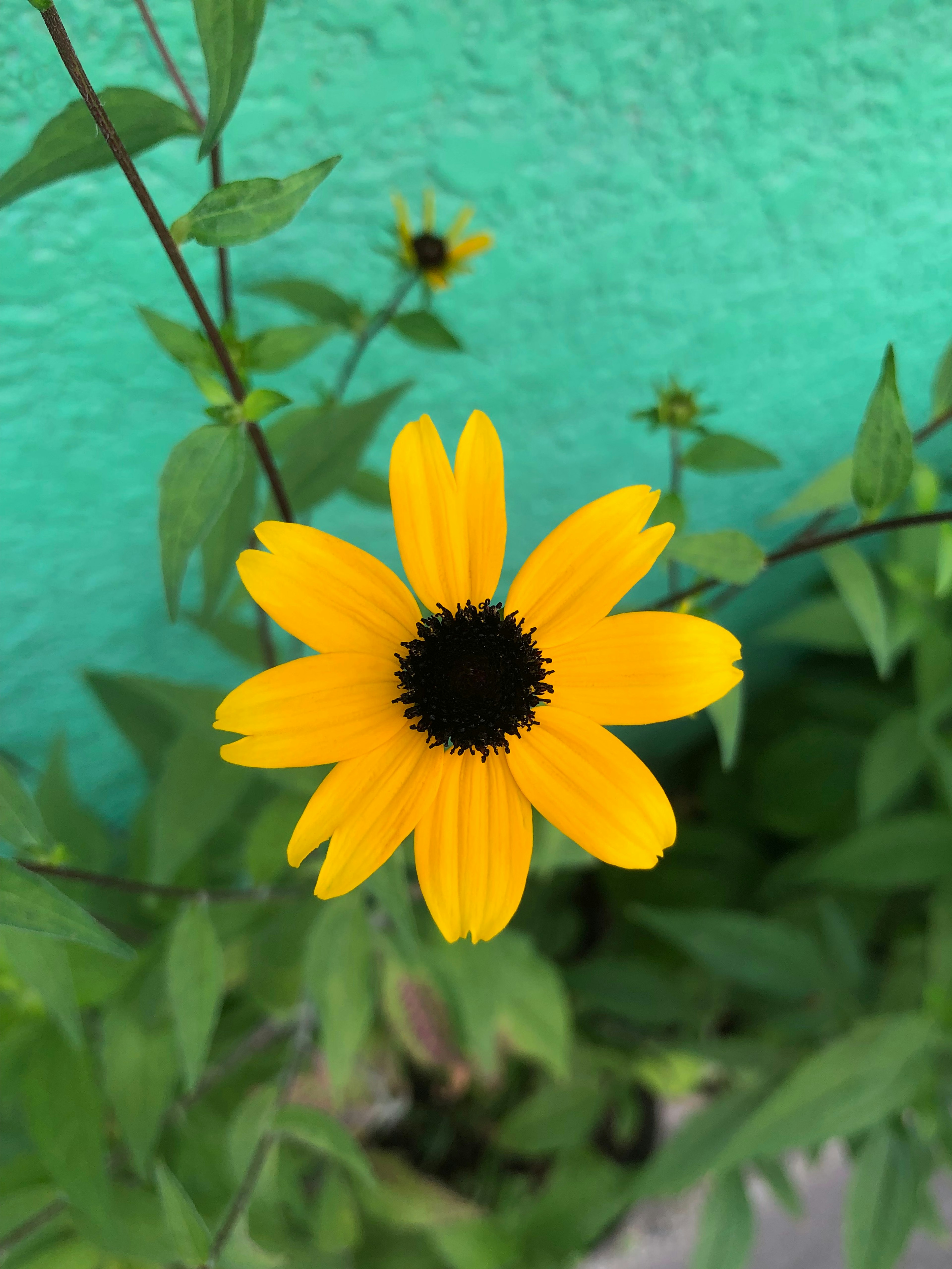 鮮やかな黄色の花と緑の背景