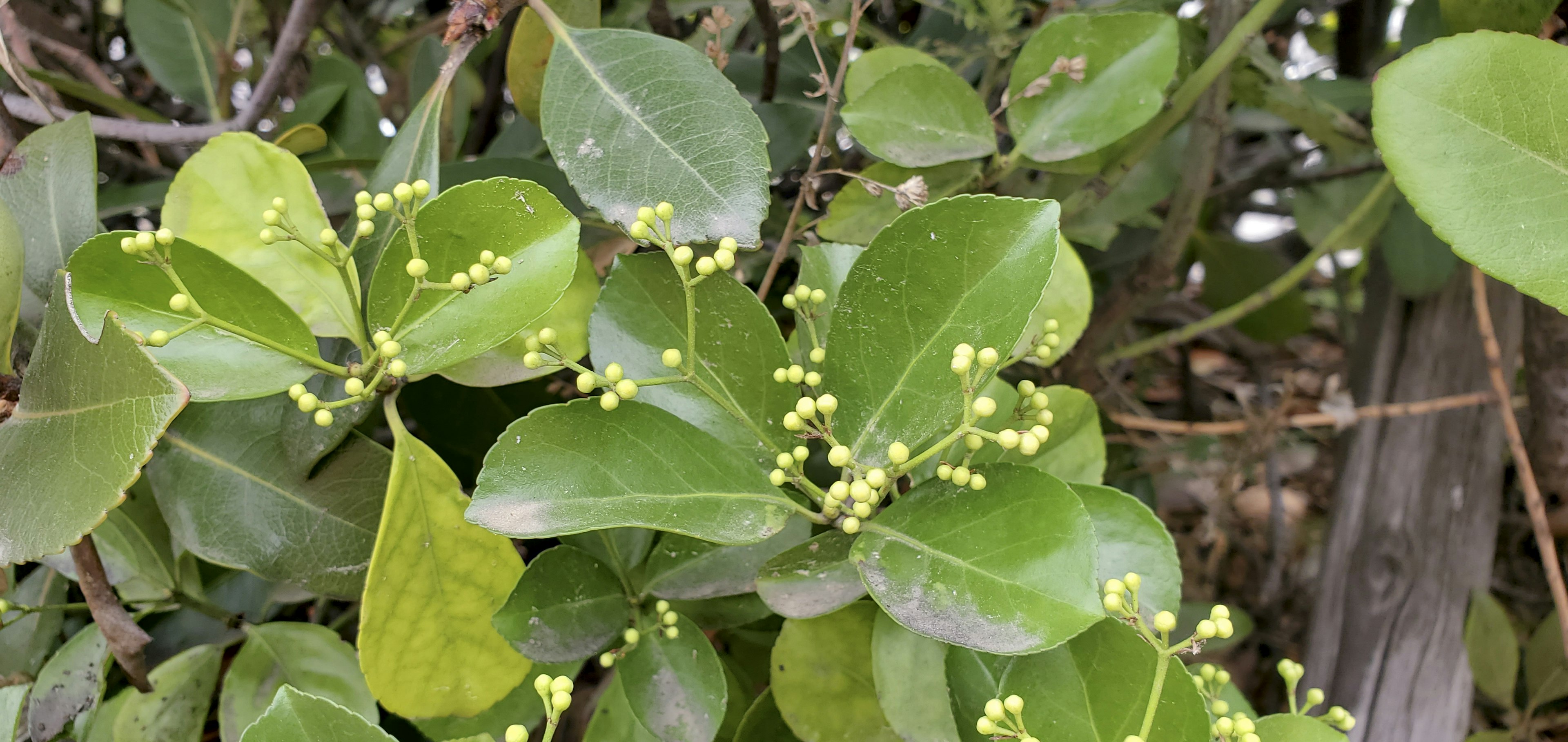 Primo piano di una pianta con foglie verdi e piccoli boccioli di fiori