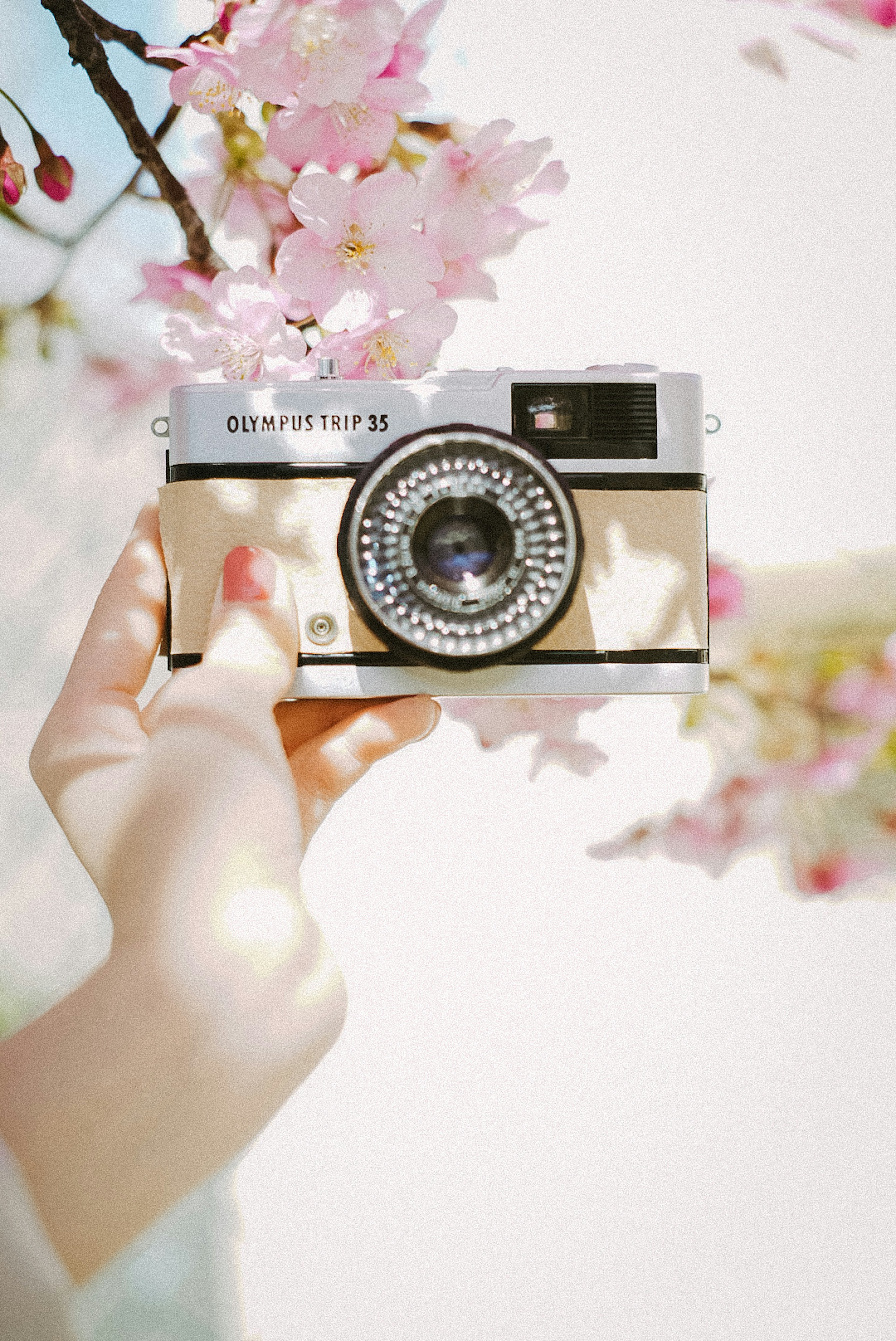 Main tenant un appareil photo vintage devant des fleurs de cerisier roses