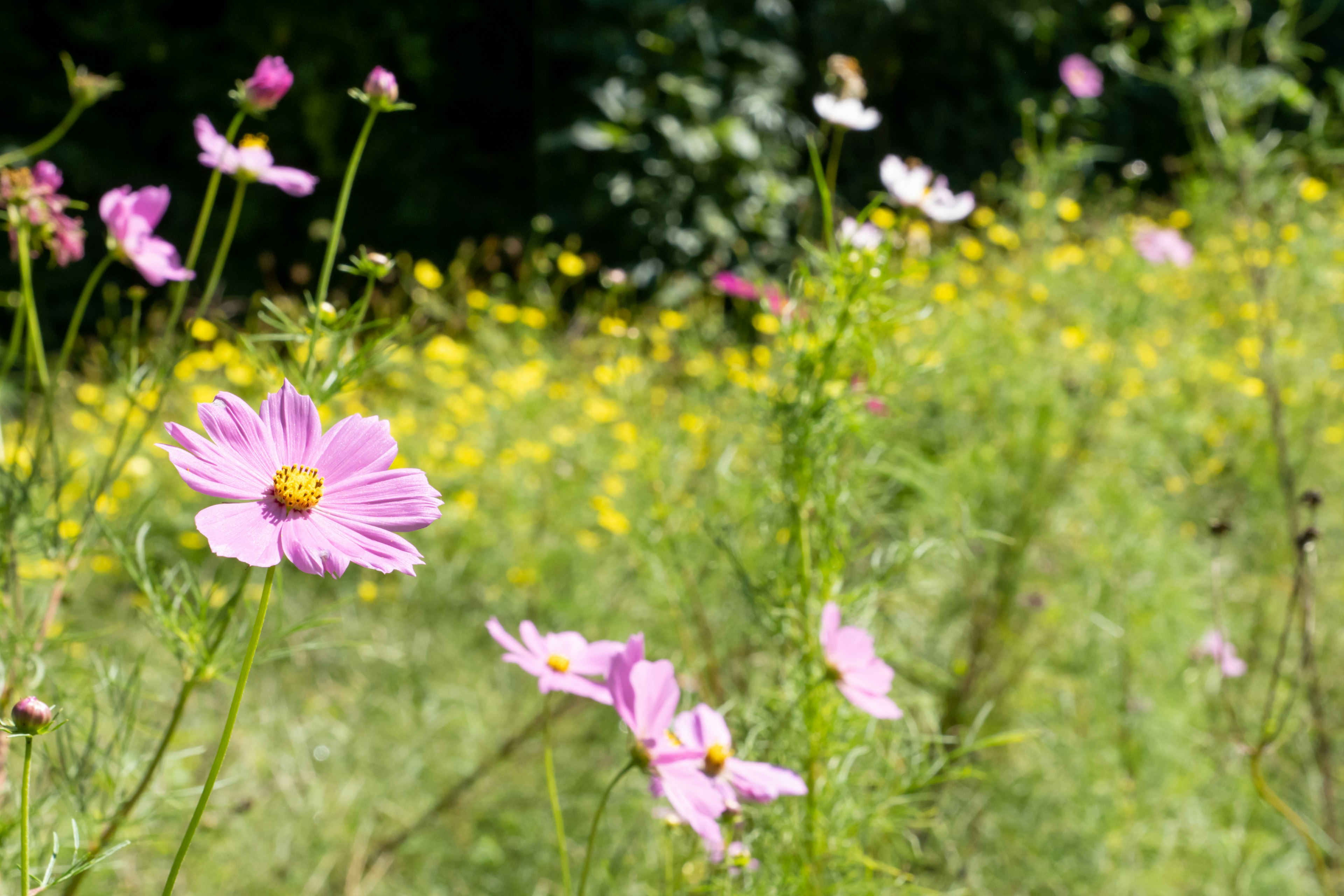 Un prato vibrante pieno di fiori rosa e gialli in fiore