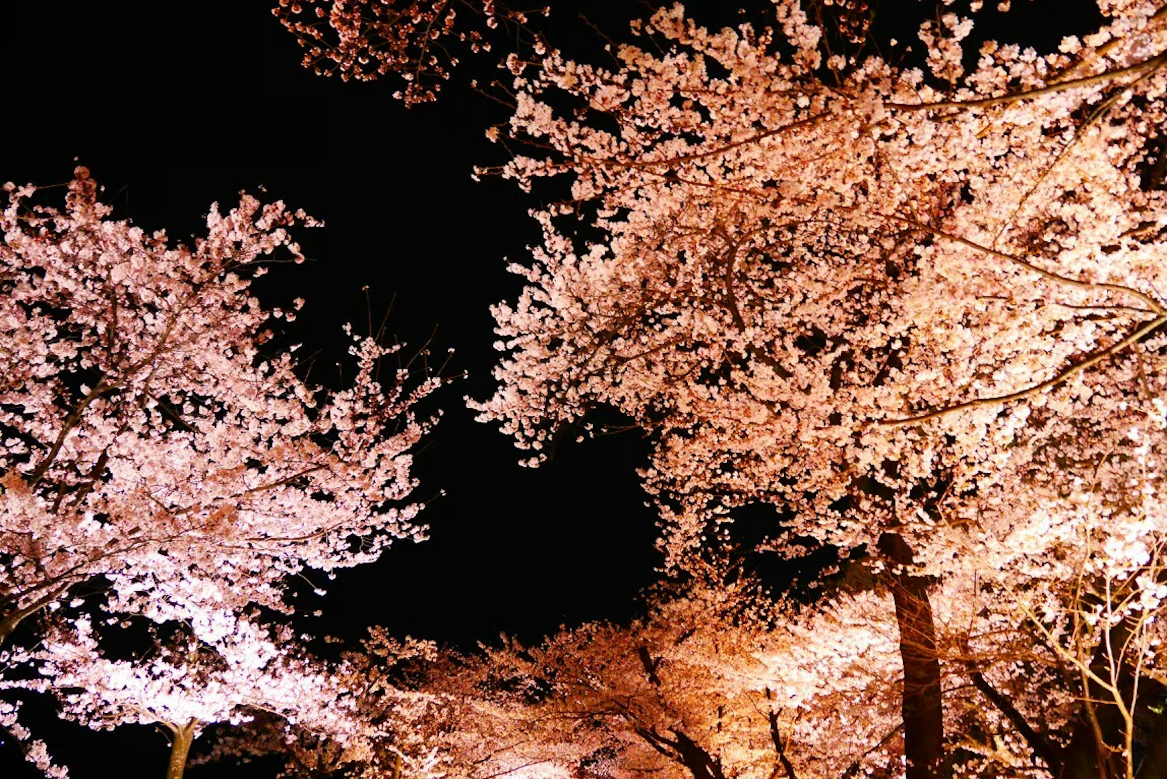 Des cerisiers en fleurs illuminés la nuit sur fond de ciel sombre