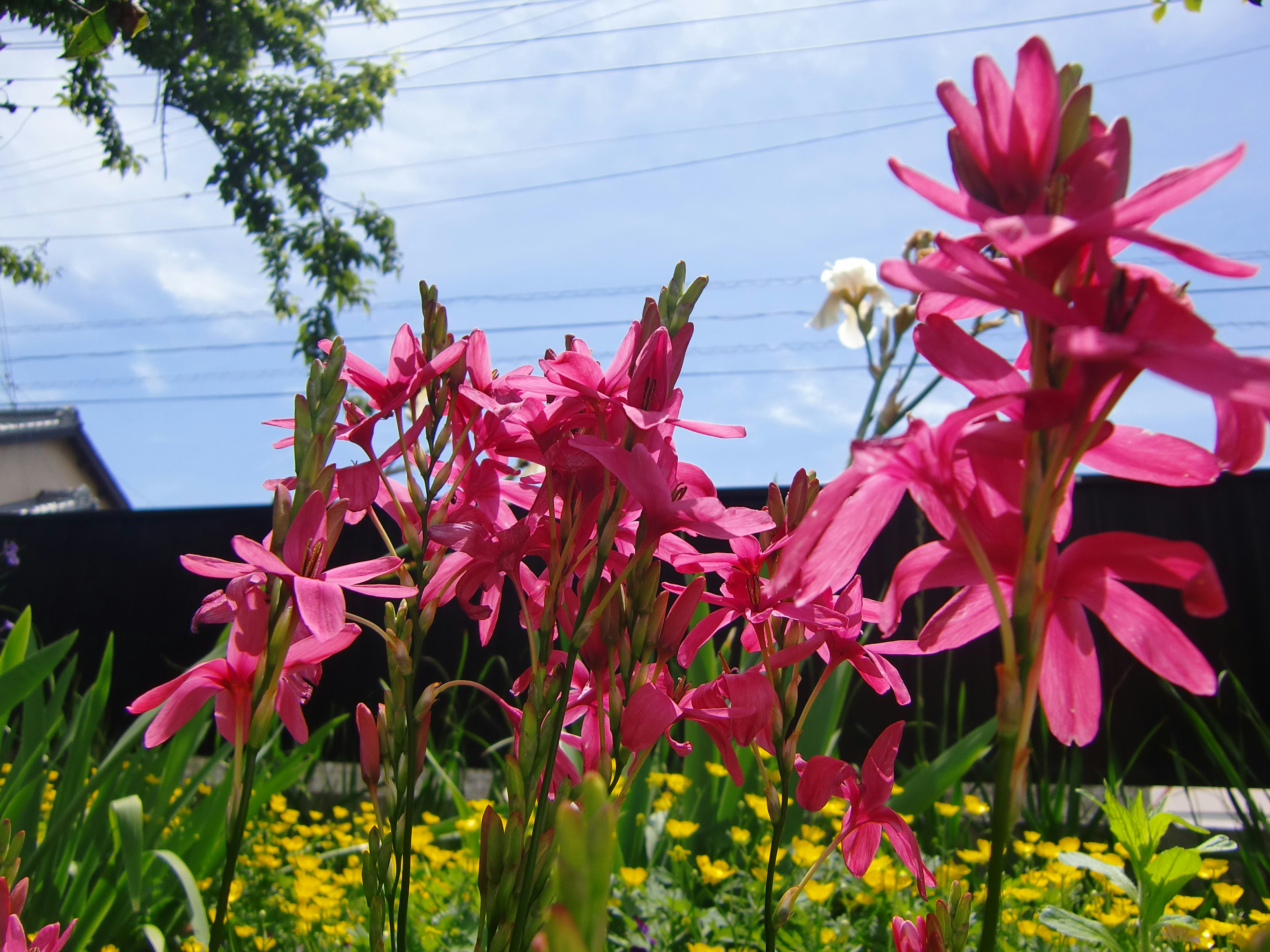 Fiori rosa vivaci che sbocciano sotto un cielo blu con fiori gialli in un giardino