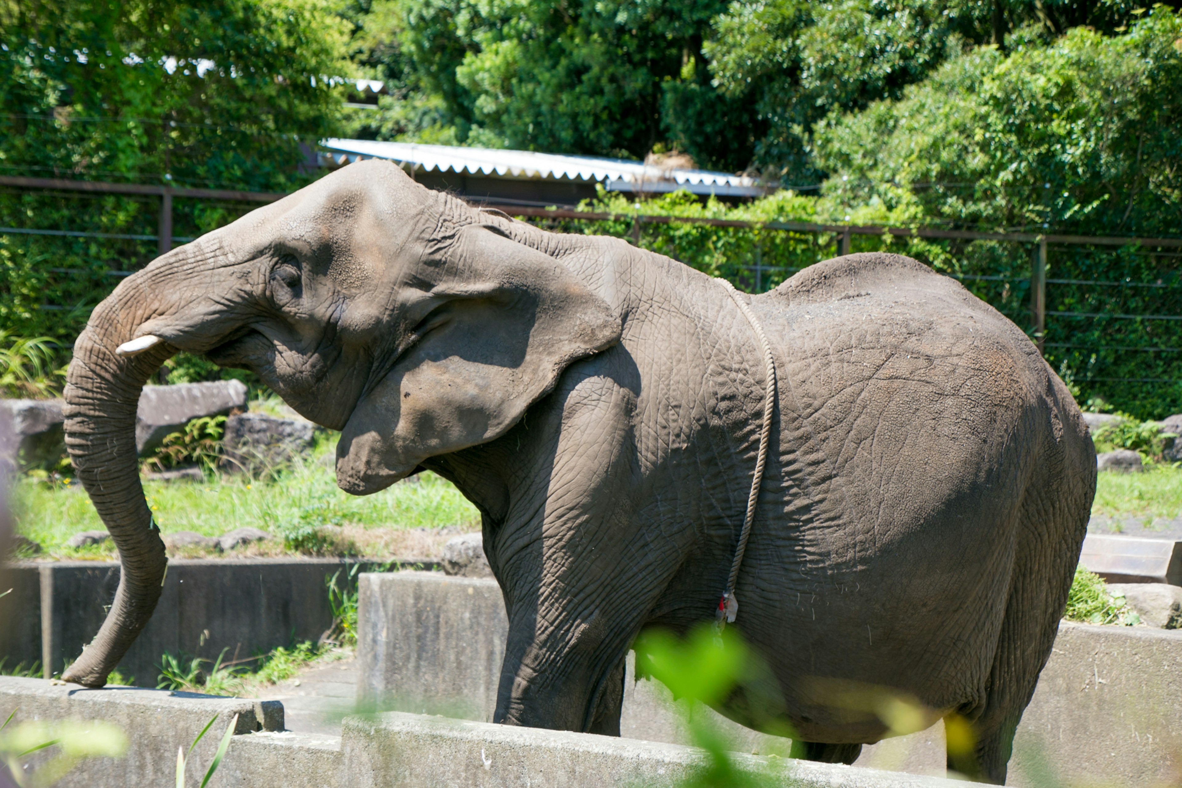 公園で立っている象の側面