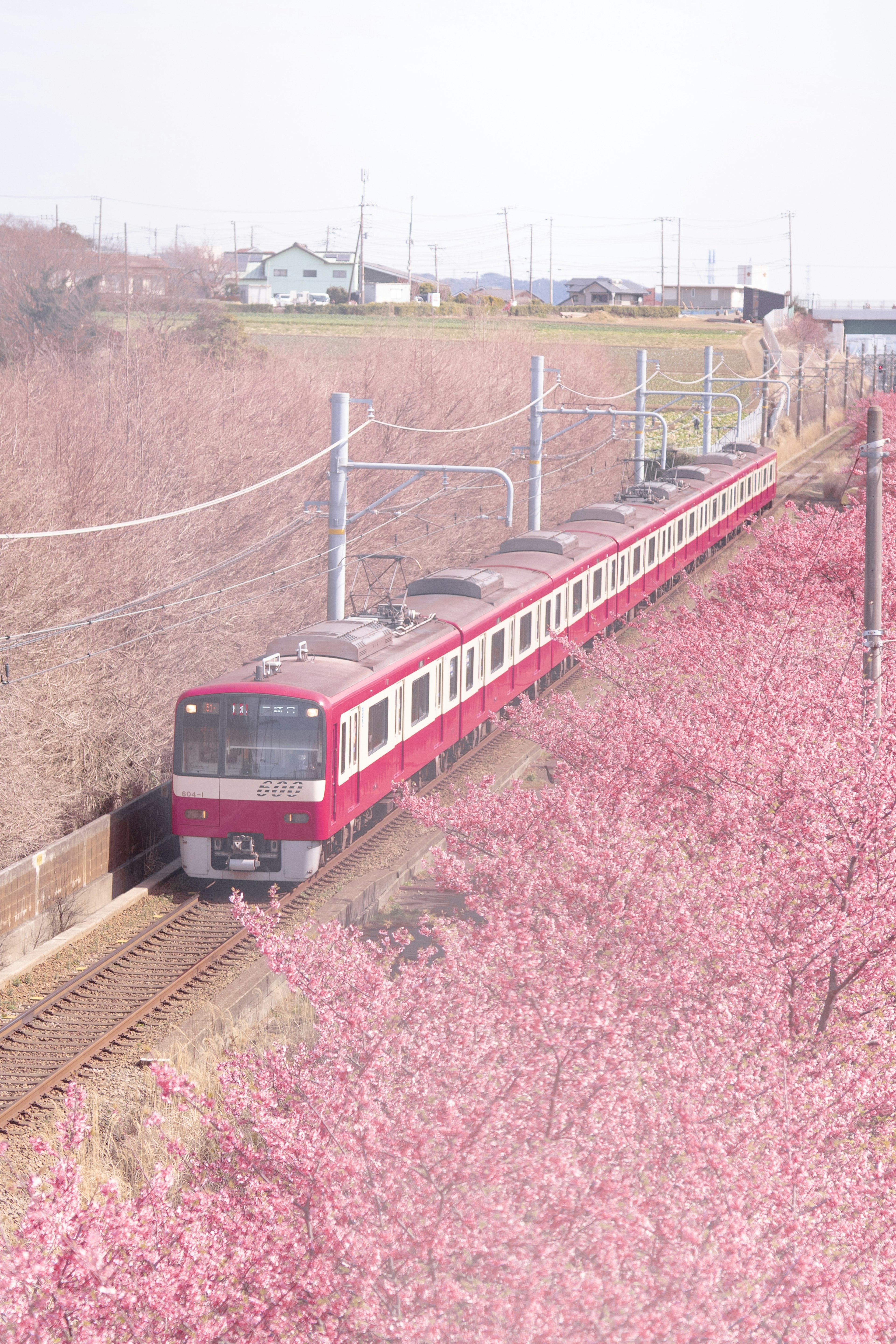 Kereta merah melintas di antara bunga sakura yang mekar