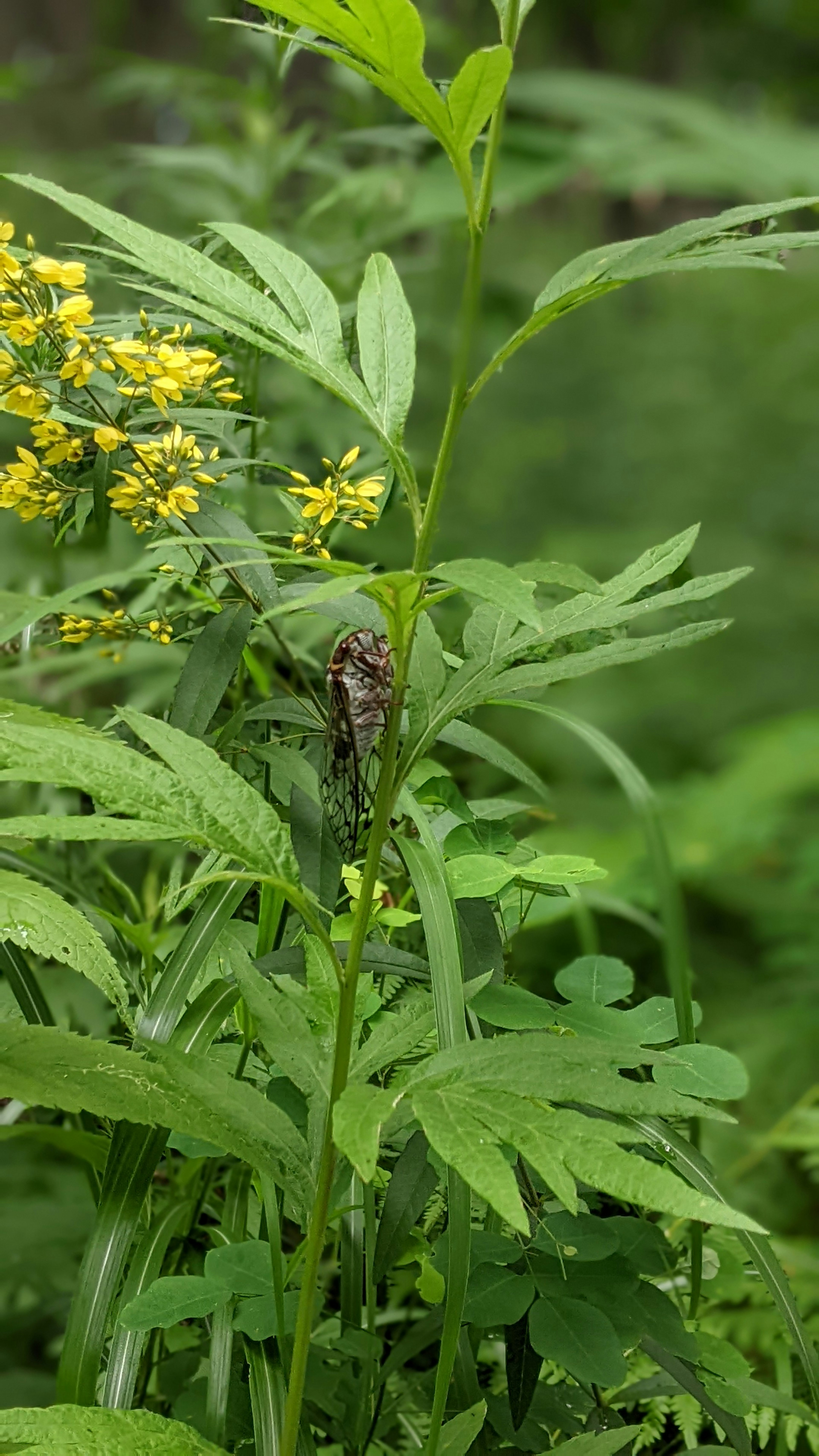 Cicada yang bertengger di antara daun hijau dan bunga kuning