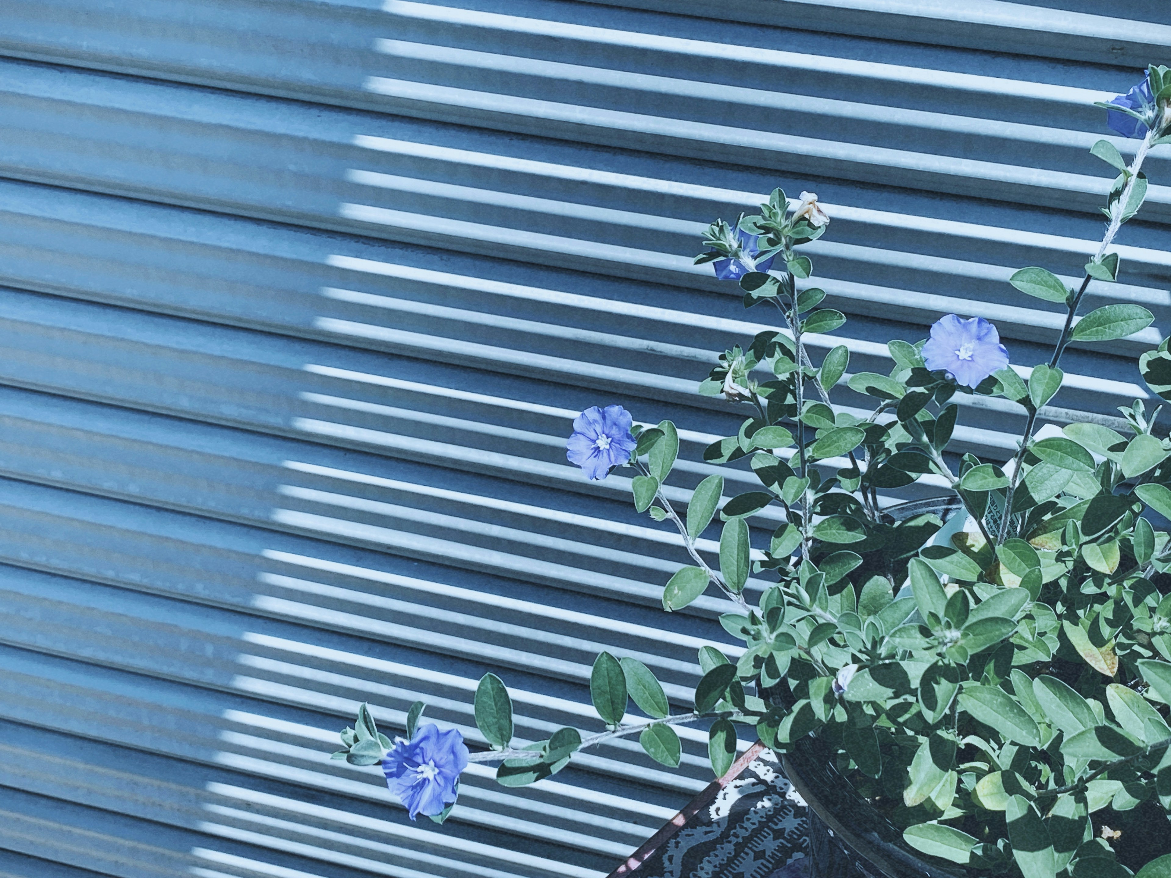 青いストライプの背景に咲く紫の花と緑の葉の植物