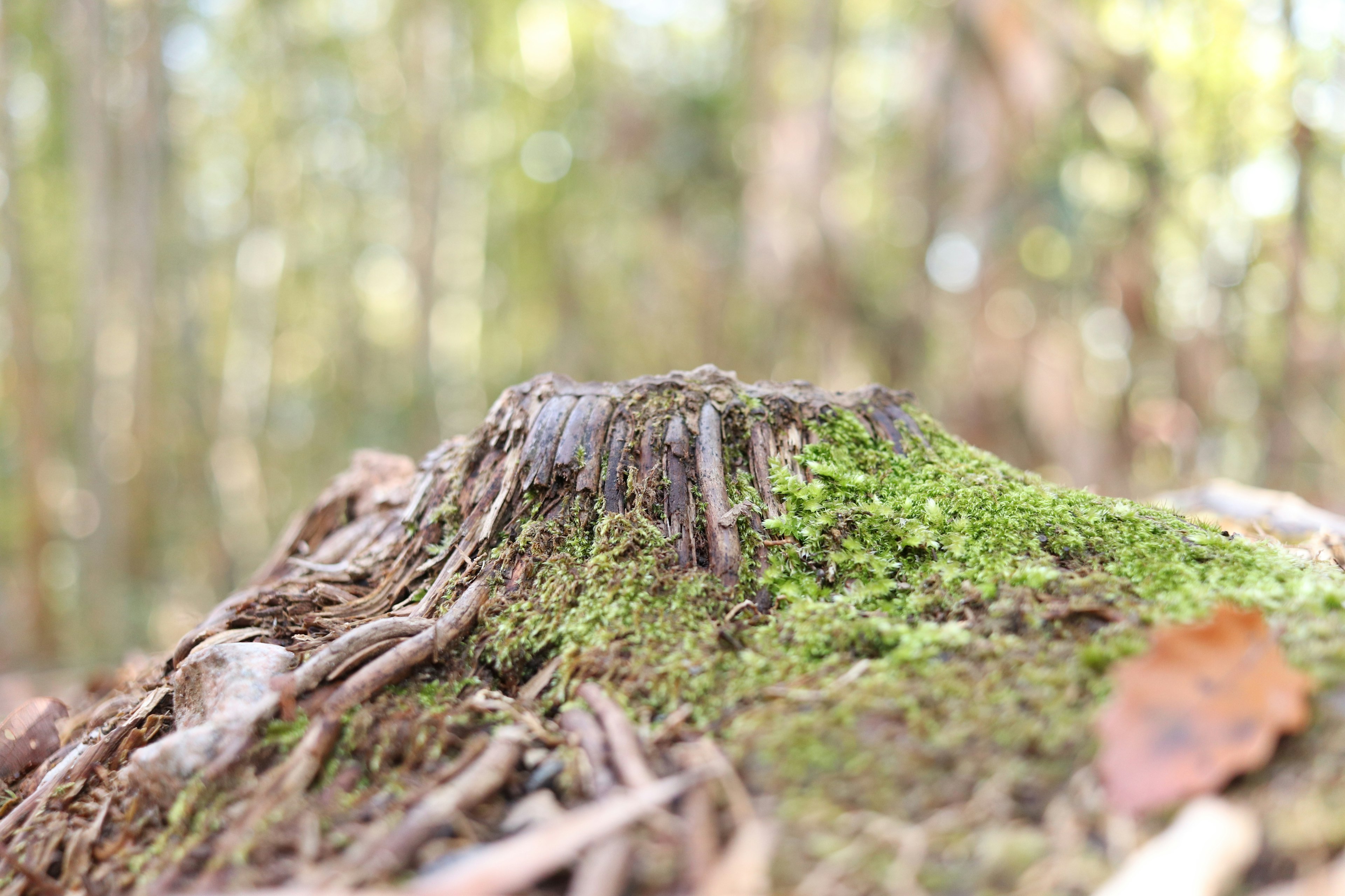 Close-up photo of a tree stump covered in green moss