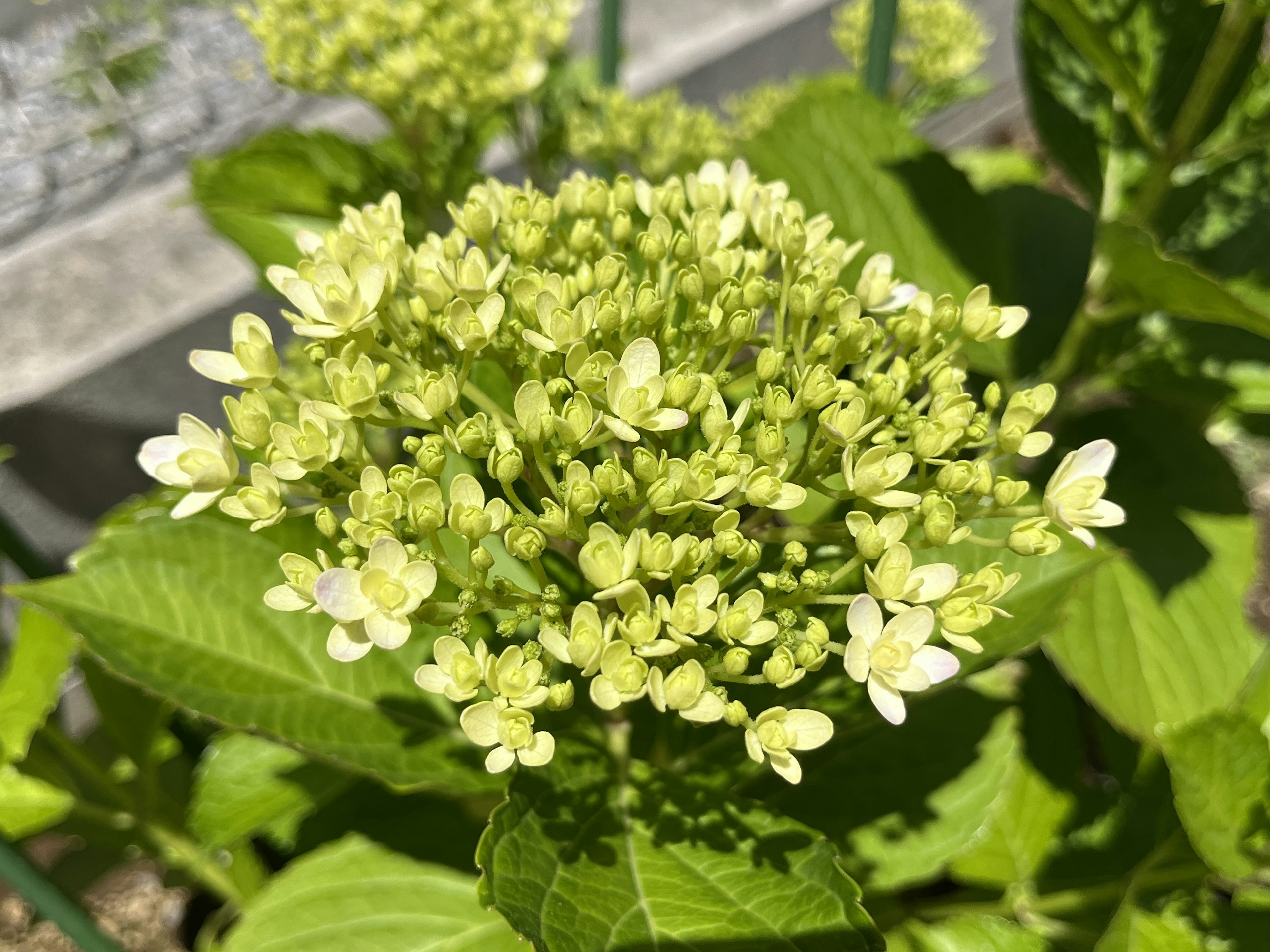 Nahaufnahme von Hortensienblüten in grünen und weißen Farbtönen