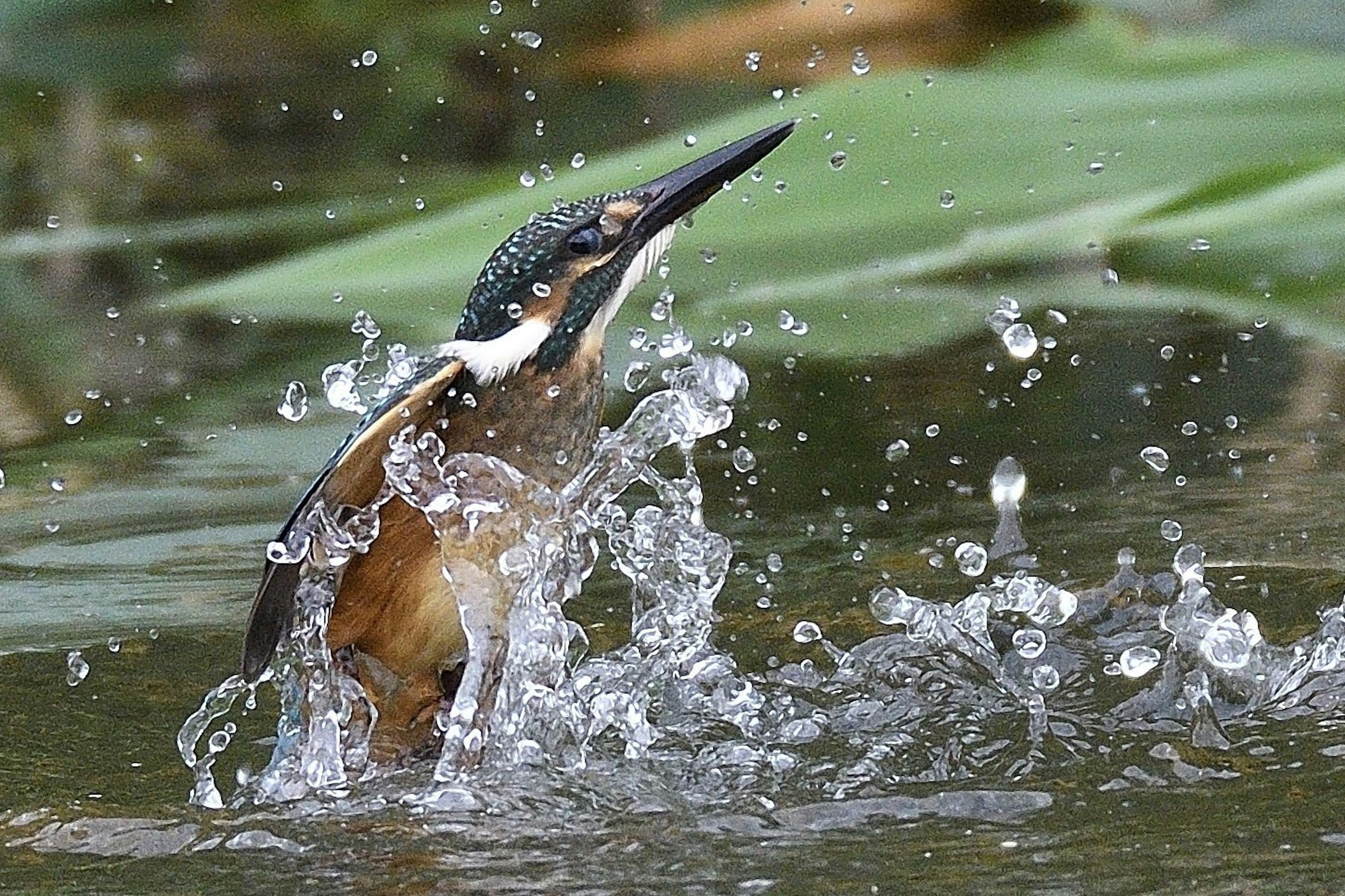 Martinete salpicando en el agua con gotas visibles