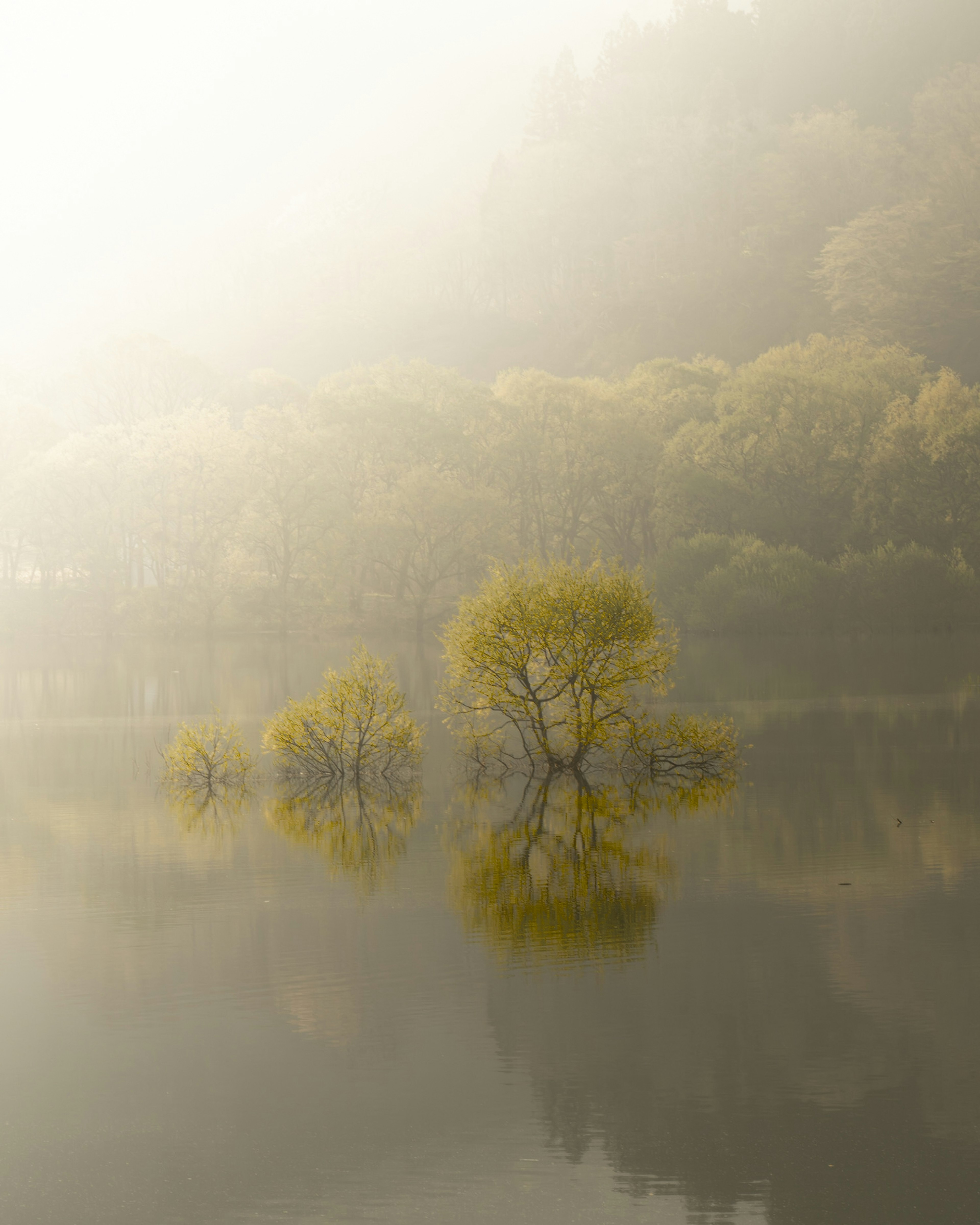 Ruhiger See mit kleinen gelben Bäumen und ihren Spiegelungen im Nebel