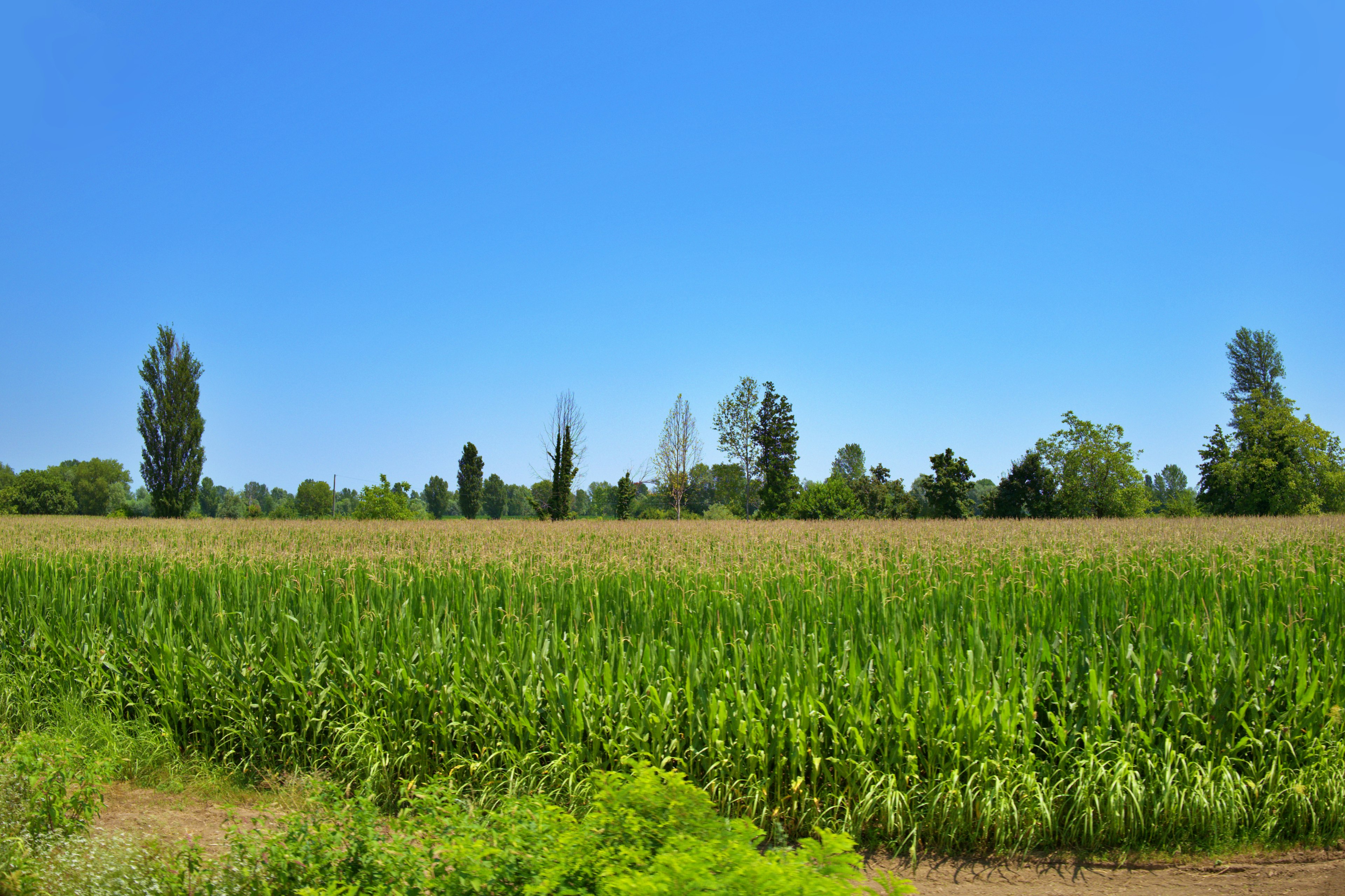 Ladang jagung hijau di bawah langit biru cerah dengan pohon-pohon di latar belakang