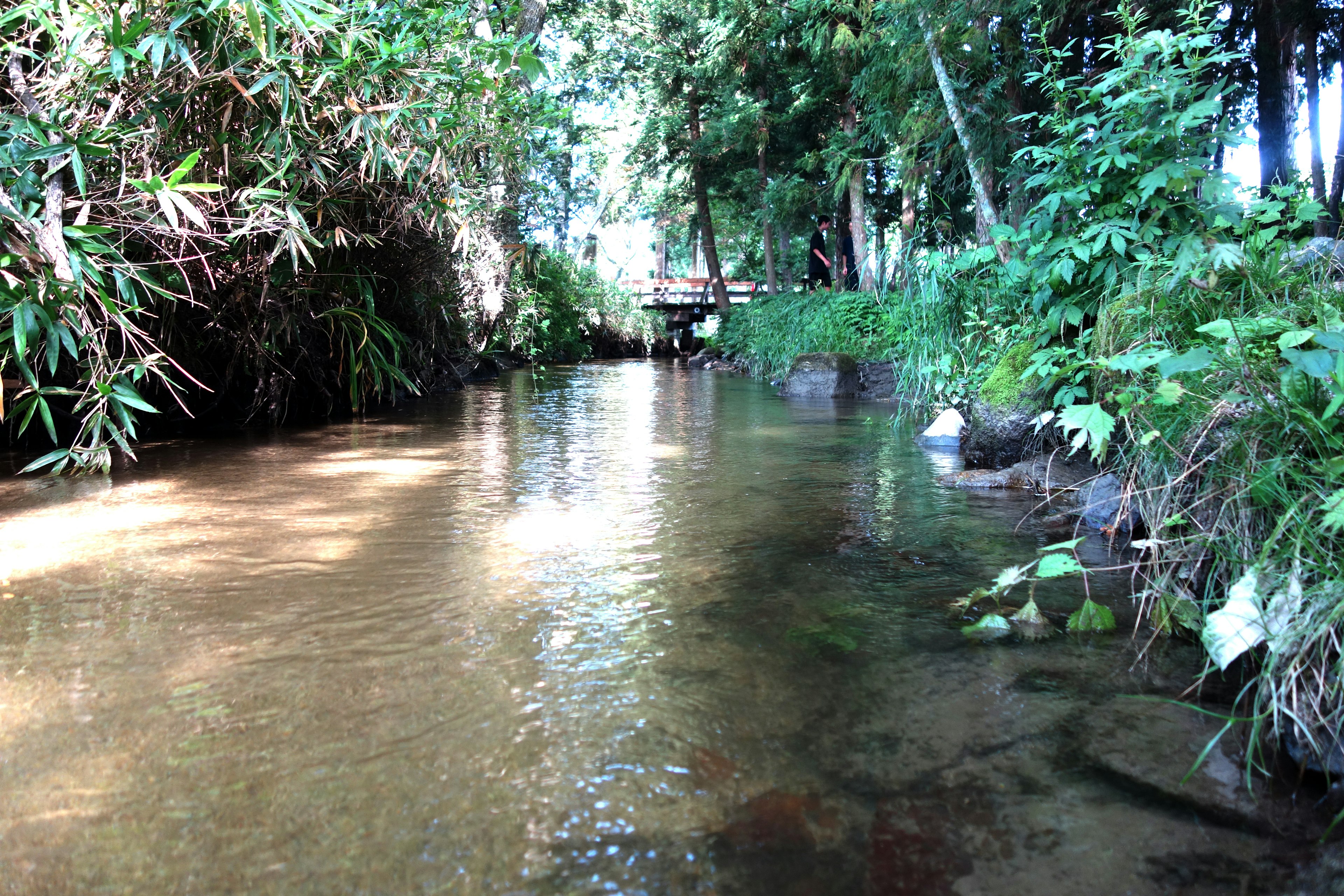 Un ruisseau serein entouré de verdure luxuriante et d'arbres